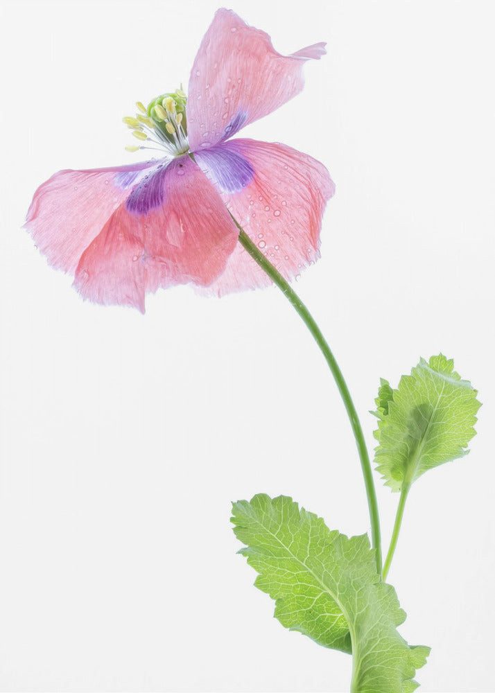 Papermoon Poster "Poppy" von Mandy Disher, 250 g/m² Galeriedruck, Mit oder ohne Rahmen, brillante UV-beständige Farben, Made in Germany