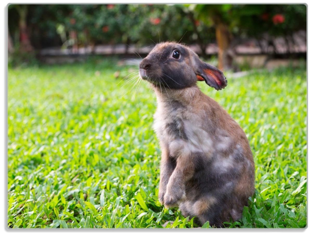 Garten 1-St), (inkl. Gummifüße Kaninchen süßem Blick, rutschfester 4mm, ESG-Sicherheitsglas, Wallario im mit Schneidebrett 30x40cm
