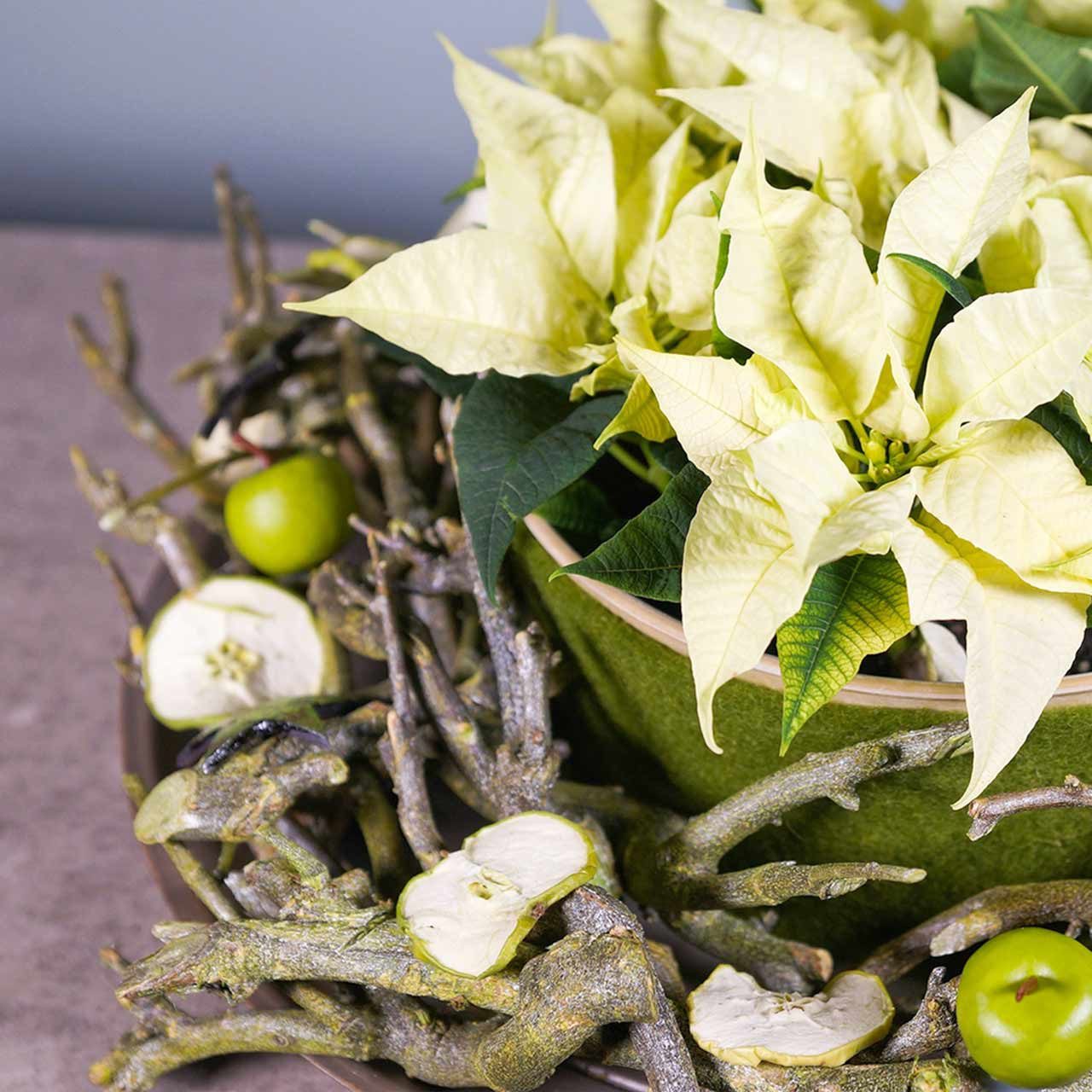 Trockenblume Dekoast Currybusch Grün 500g Naturzweig günstig online kaufen