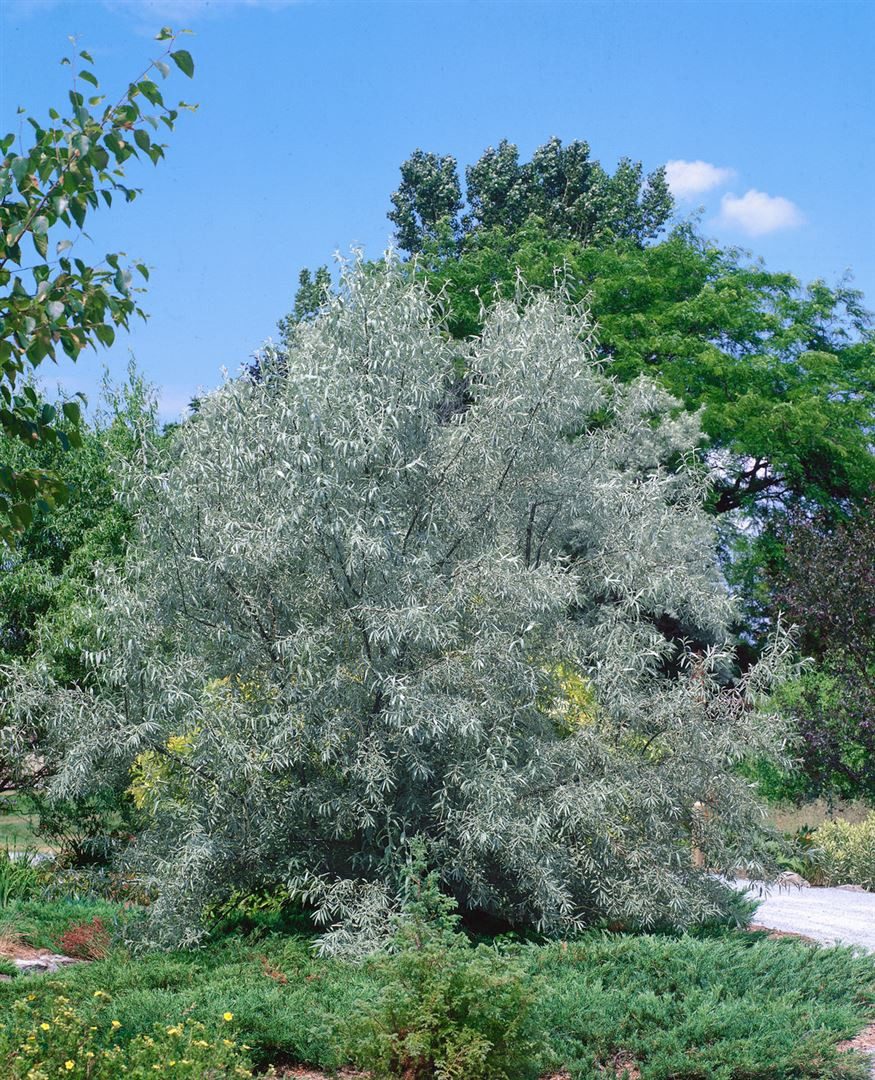 Pflanzen für Dich Gehölze Elaeagnus ang., 1 St., Schmalblättrige Ölweide, Russische Olive, Oleaster