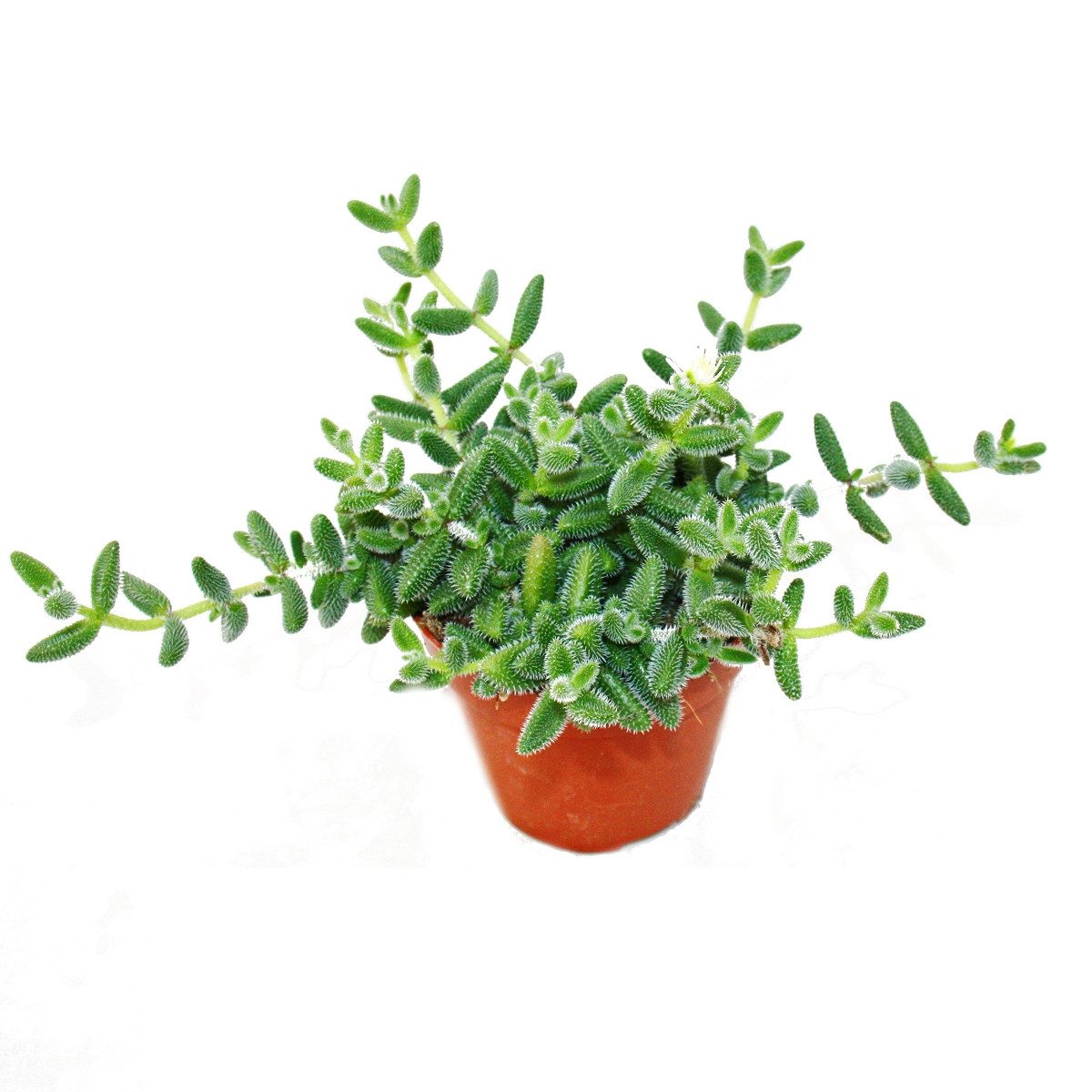 Exotenherz Kaktus Saure Gurken Pflanze - Delosperma echinatum - 12cm Topf – Bild 2 von 4