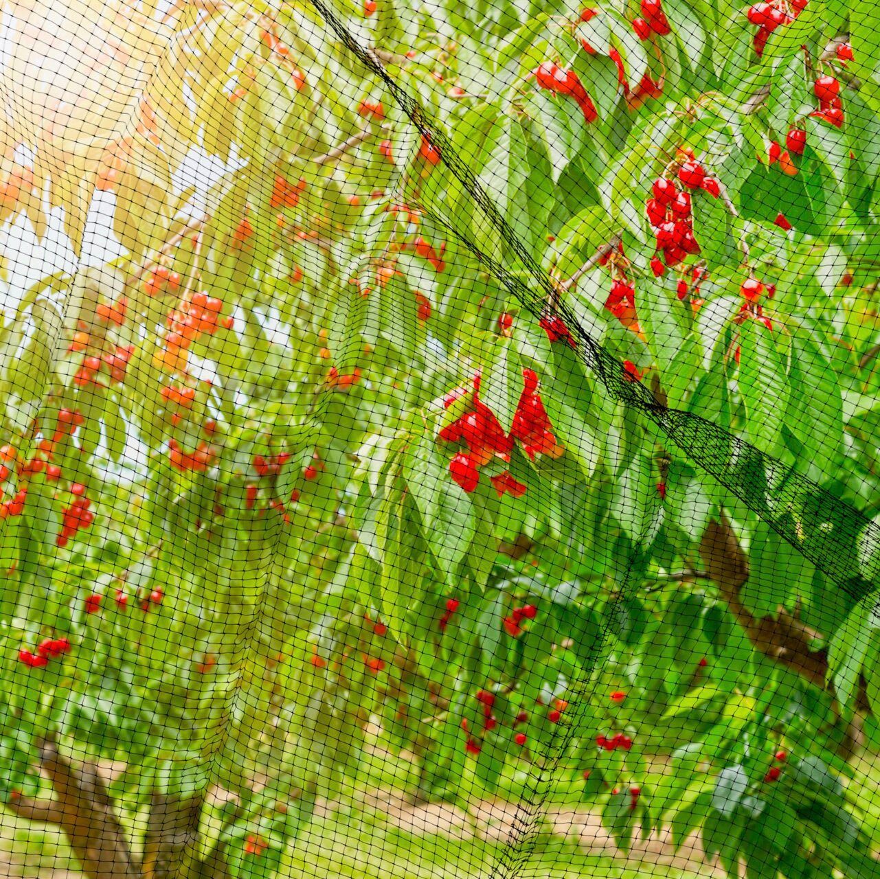 Windhager Schutznetz ORTONET, BxL: 2x10 m, Vogelschutznetz