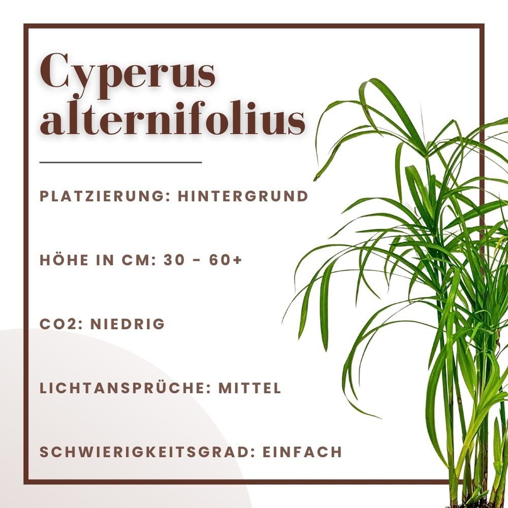 Aquaone Wasserpflanze Aquarium Pflanze Cyperus alternifolius Wasserpflanzen Topf Nr.333C