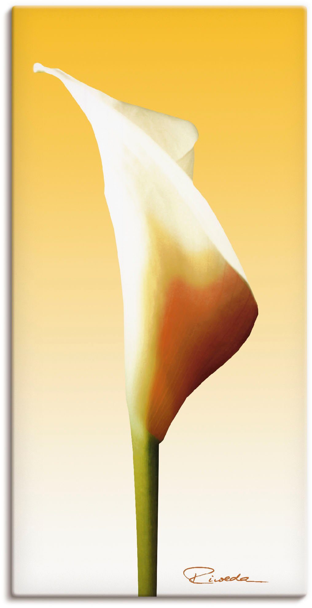 Wandbild Artland Blumenbilder St), oder Poster Größen I, versch. Alubild, als in Wandaufkleber Leinwandbild, Calla (1 Sonnenschein
