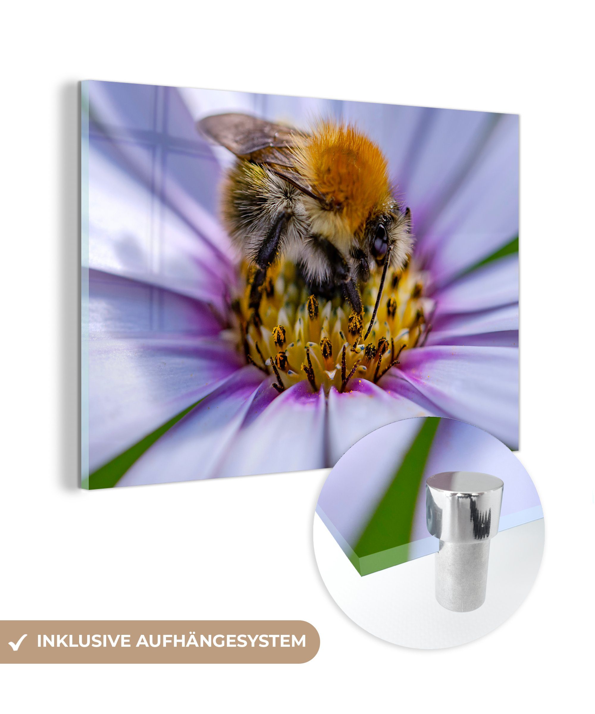 MuchoWow Acrylglasbild Hummel auf der Suche nach Nektar in einer schönen lilafarbenen Pflanze, (1 St), Acrylglasbilder Wohnzimmer & Schlafzimmer