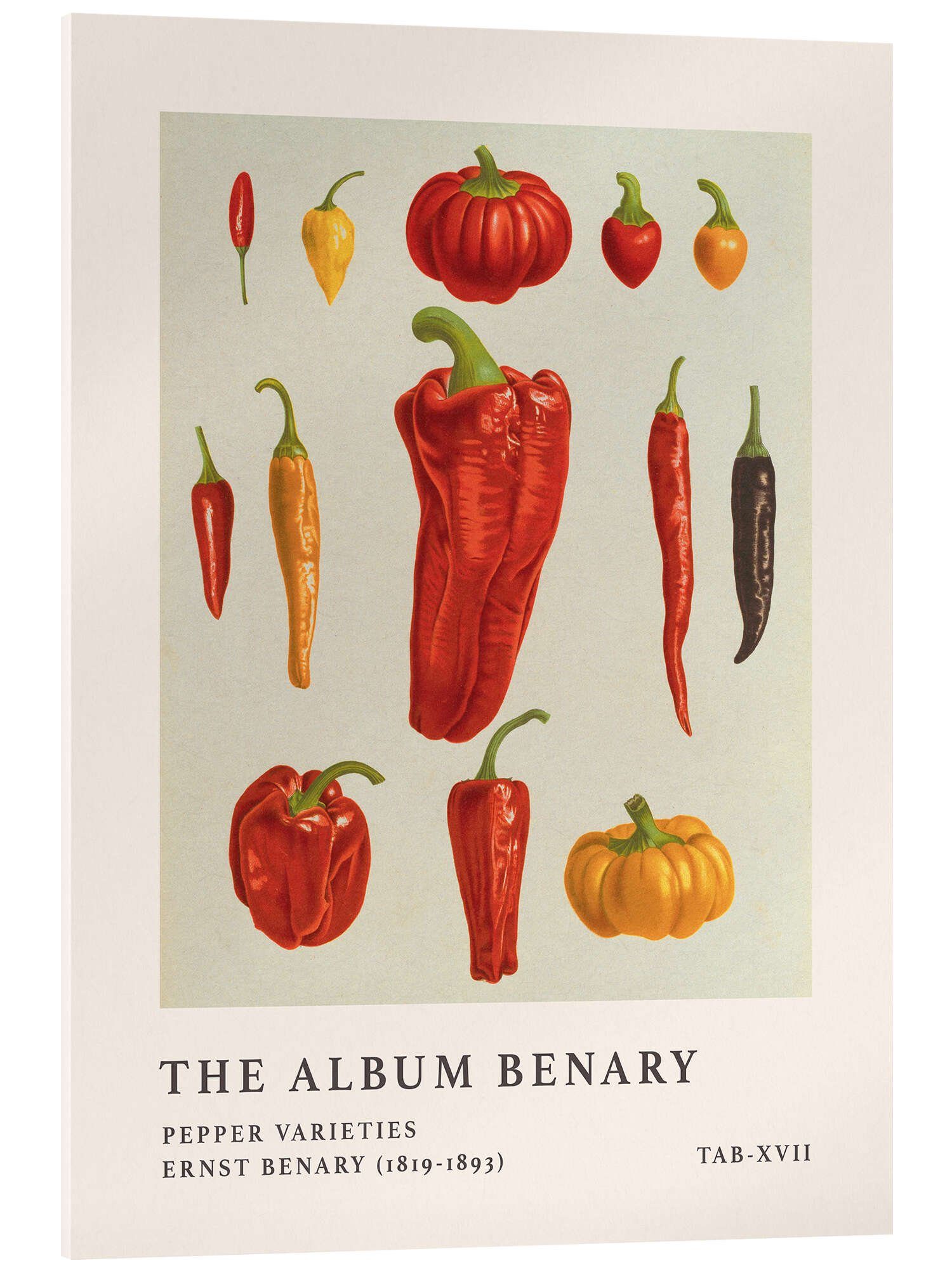 Posterlounge Acrylglasbild Ernst Benary, The Album Benary - Pepper Varieties, Küche Vintage Illustration