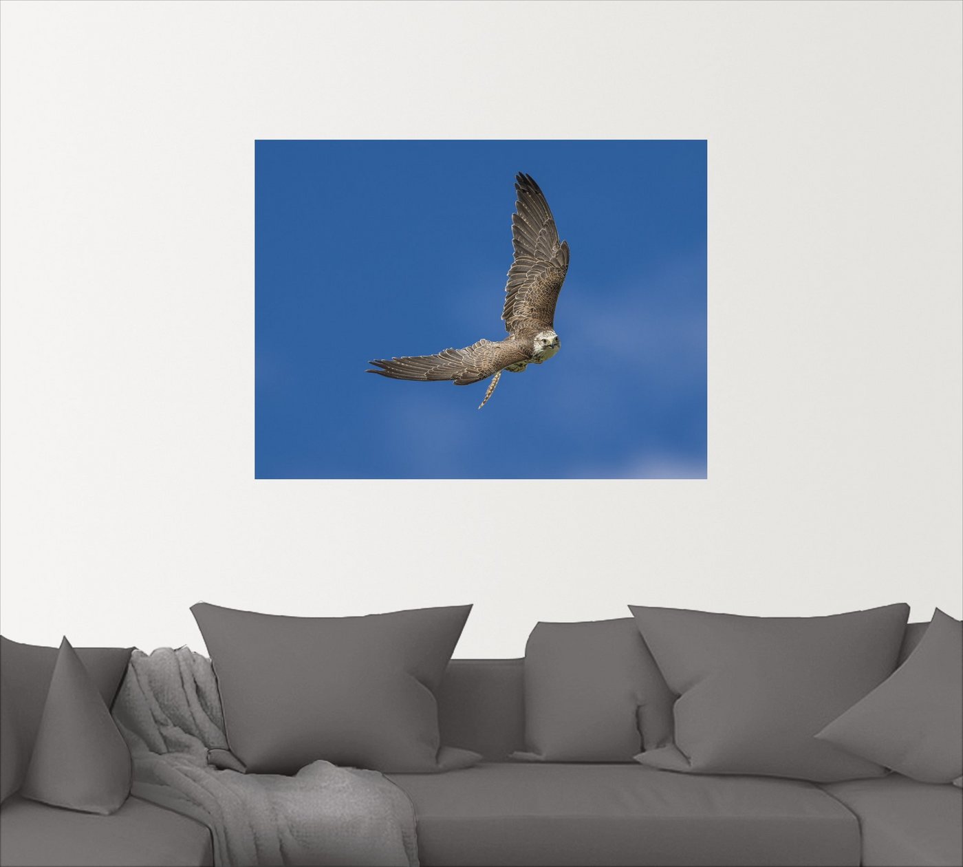 Artland Wandbild »Der Falke«, Vögel (1 Stück), in vielen Größen & Produktarten -Leinwandbild, Poster, Wandaufkleber / Wandtattoo auch für Badezimmer geeignet-HomeTrends