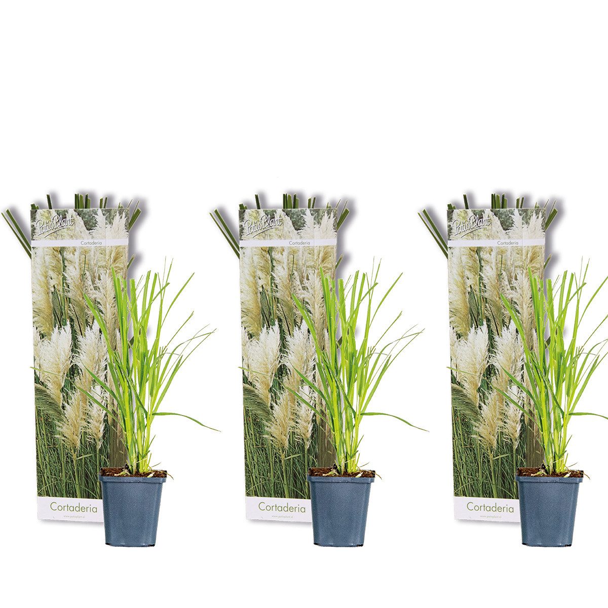 Bloomique Gräser Bloomique - 3er-Set - Cortaderia Selloana - Weißes Pampasgras - Ziergr, 3 St.