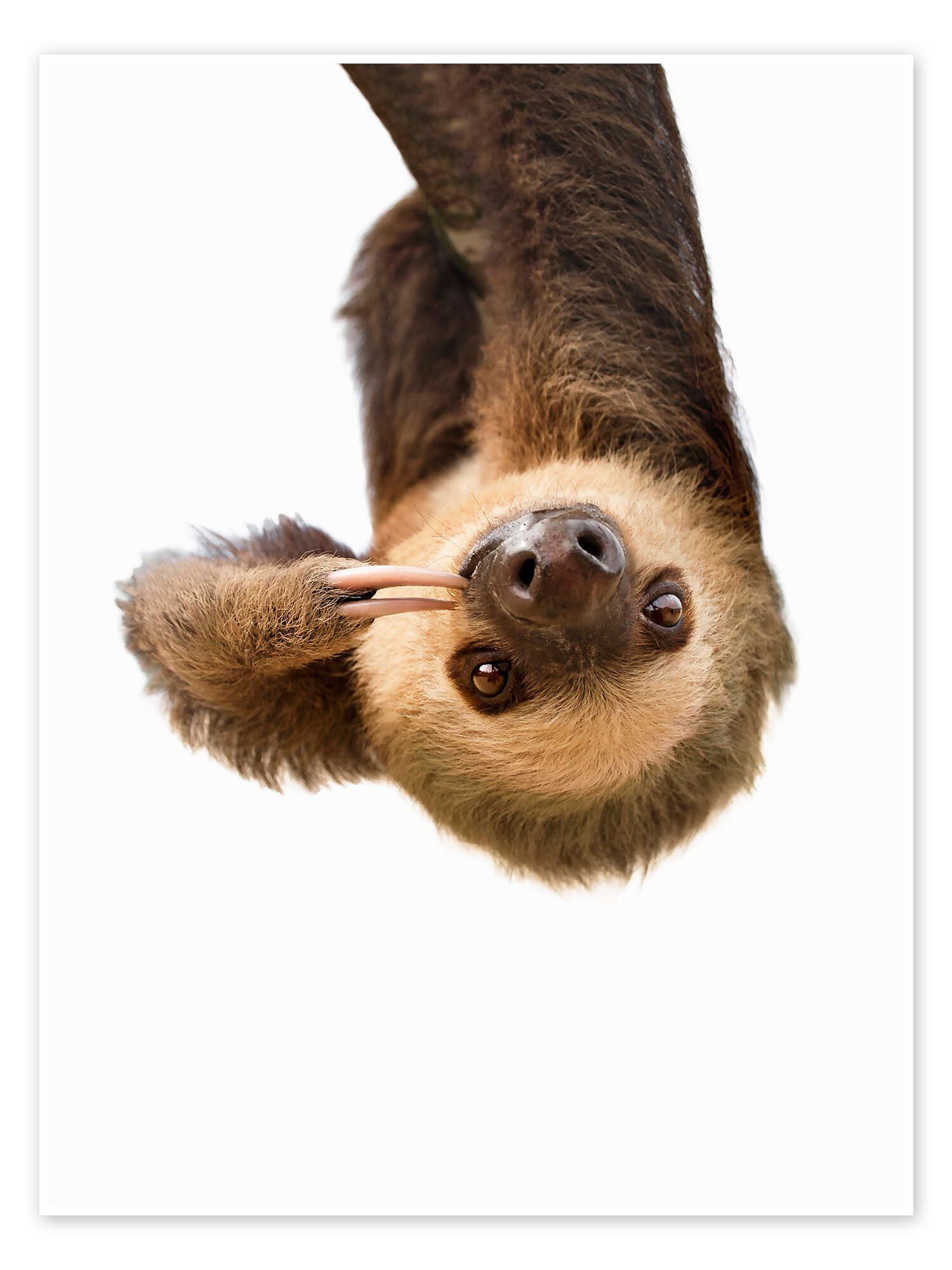 Posterlounge Wandbild Faultier, Sisi And Seb, erhältlich als Плакат, Leinwandbild, Wandsticker oder Acrylglasbild