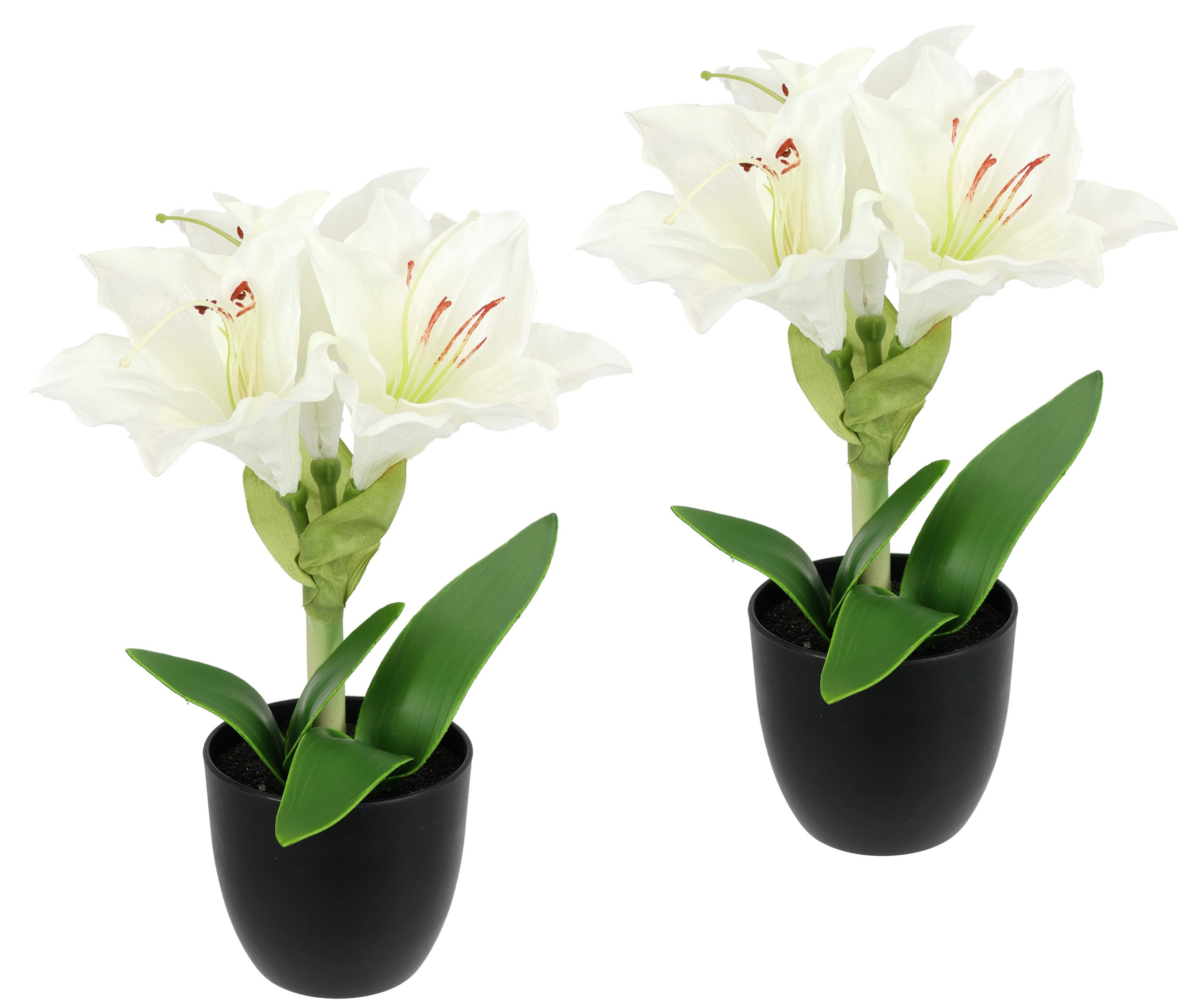 Weie Weihnachtsblumen online kaufen | OTTO