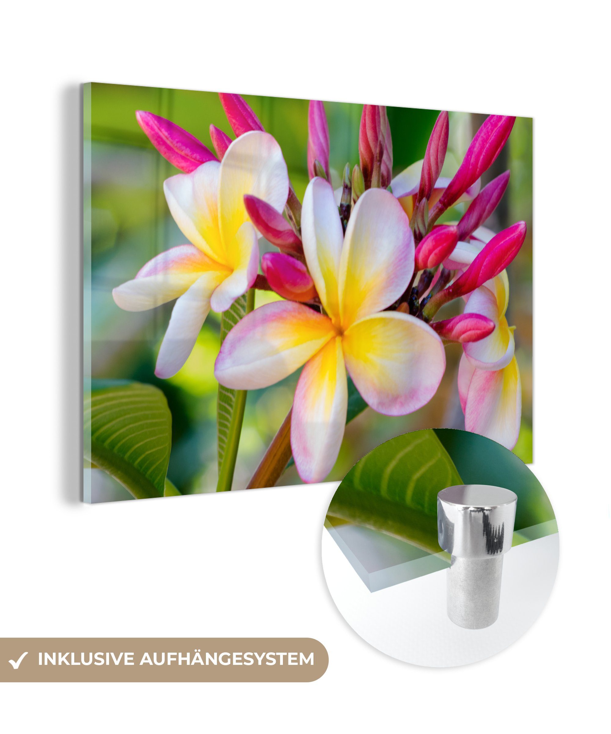 MuchoWow Acrylglasbild Blumen - Plumeria - Farben, (1 St), Acrylglasbilder Wohnzimmer & Schlafzimmer