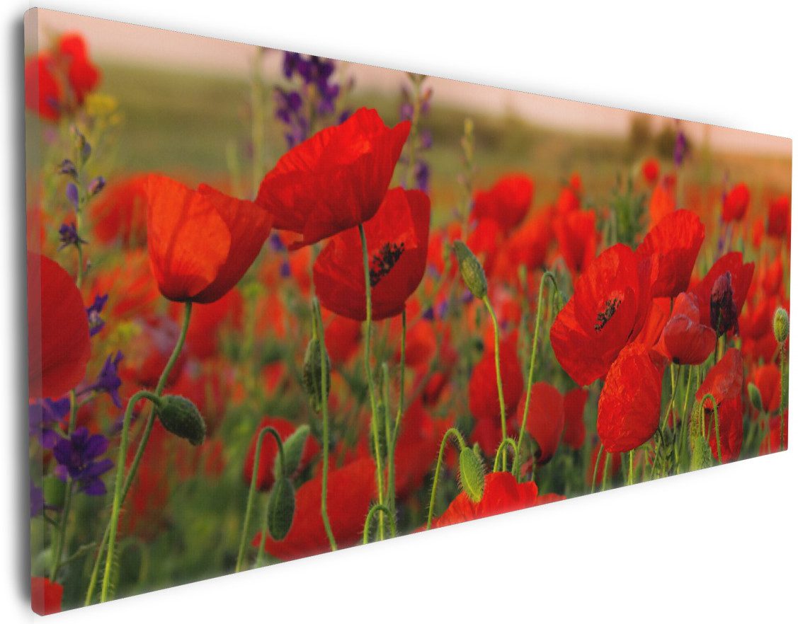 Wallario Leinwandbild, Mohnblumen auf dem Feld, in verschiedenen Ausführungen
