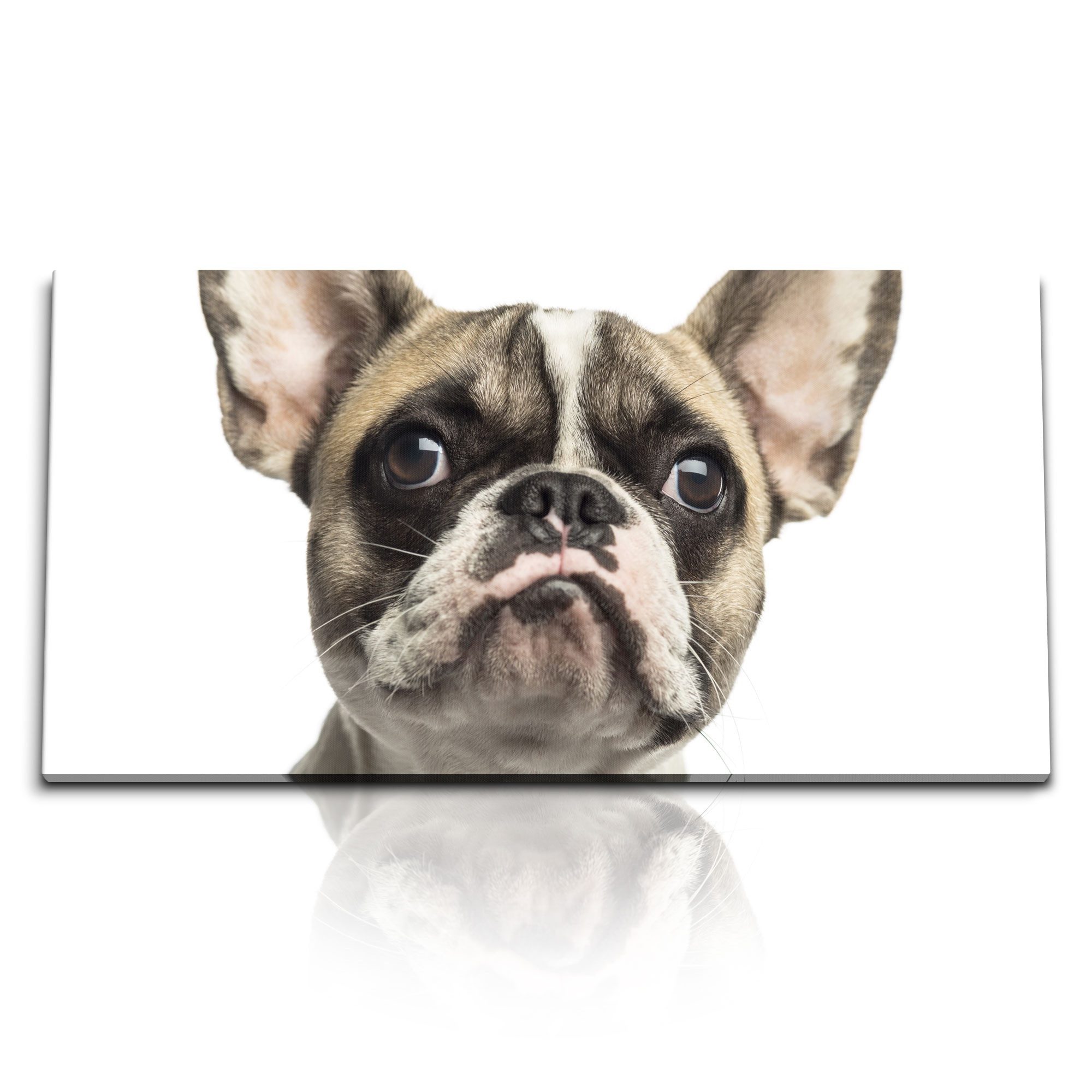 Leinwandbild Kunstdruck Bilder 120x60cm Französische Bulldogge kleiner Hund Tierfot