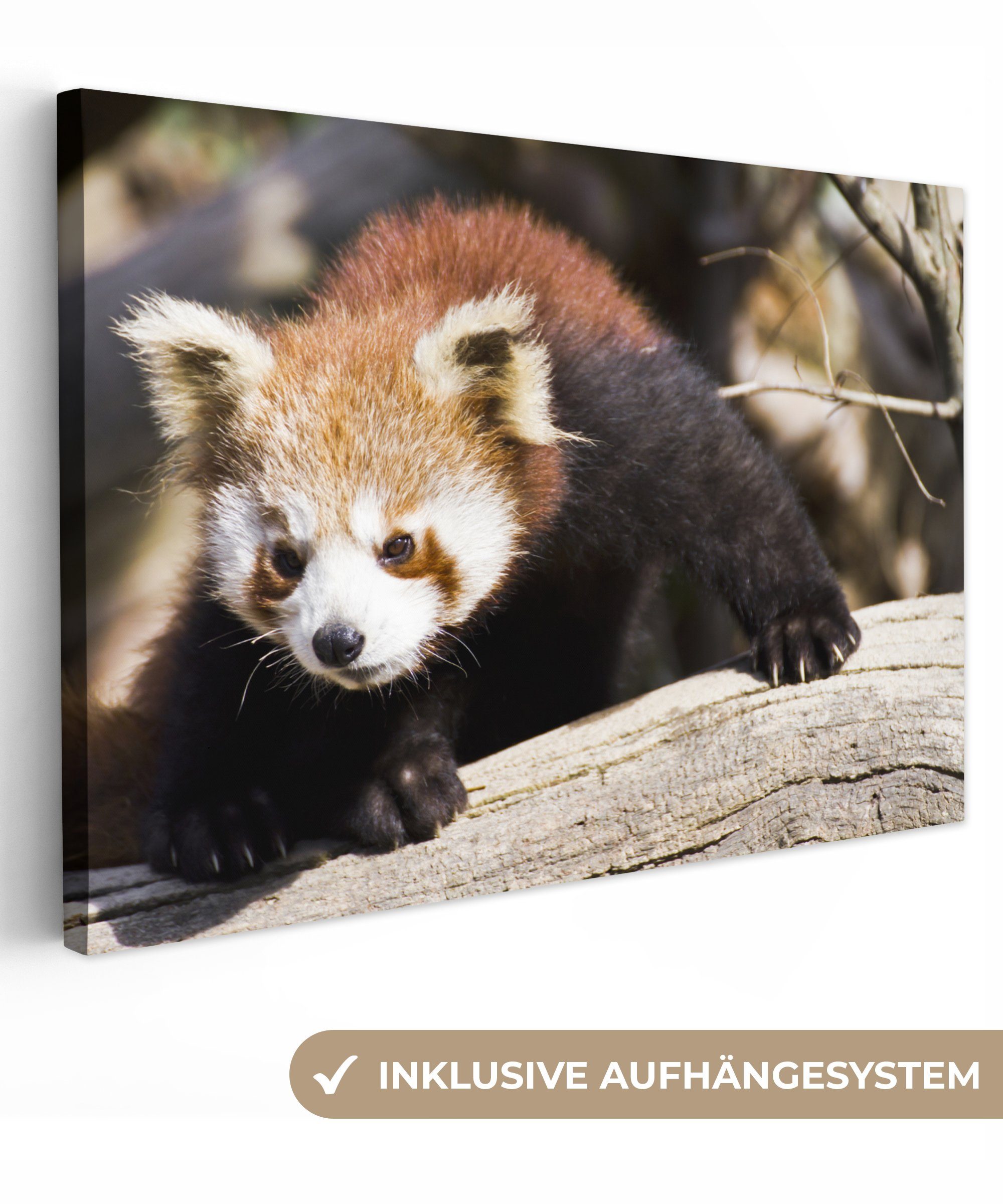 OneMillionCanvasses® Leinwandbild Roter Panda - Rüssel - Tier, (1 St), Wandbild Leinwandbilder, Aufhängefertig, Wanddeko, 30x20 cm