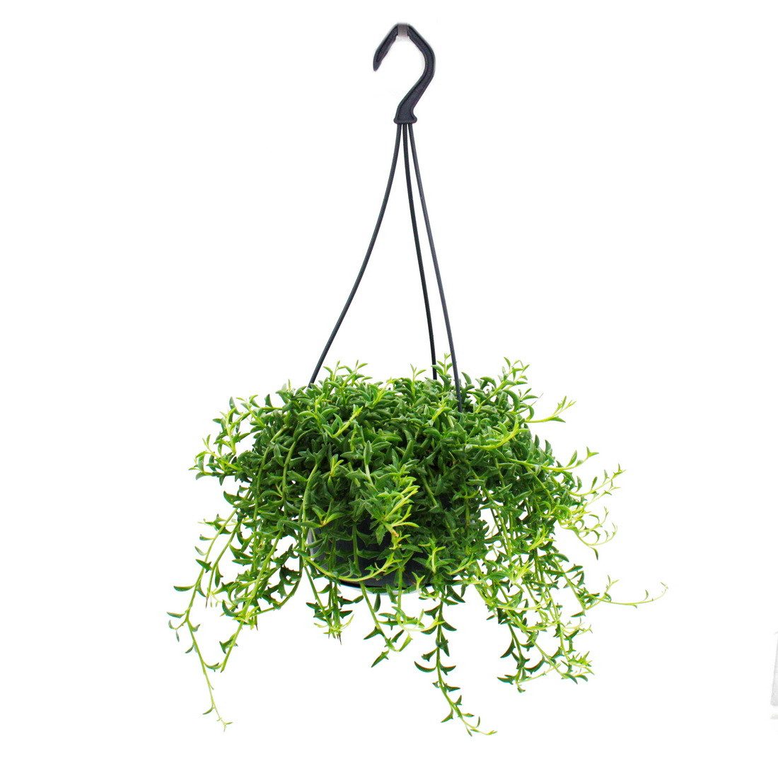 Exotenherz Kaktus Senecio peregrinus Delphin-Pflanze Ampelpflanze 14cm Ampe günstig online kaufen