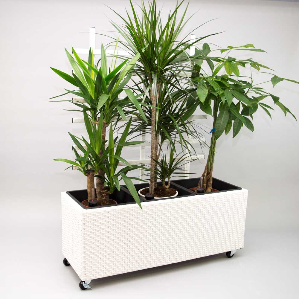 Elegant Einrichten Pflanzkübel Polyrattan mit Rankgitter rechteckig 82x30x100cm weiß (1 St)