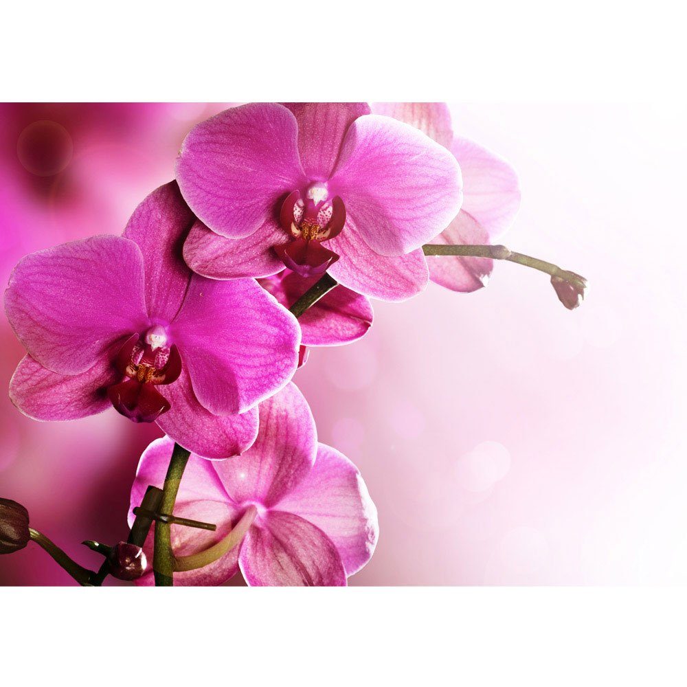 liwwing Fototapete Fototapete Orchidee Blumen Blumenranke Rosa Pink Natur Pflanzen liwwing no. 99, Ornamente