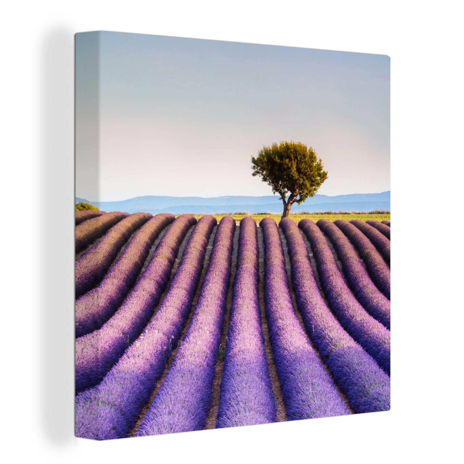 OneMillionCanvasses® Leinwandbild Frankreich - Lavendel - Baum, (1 St), Leinwand Bilder für Wohnzimmer Schlafzimmer