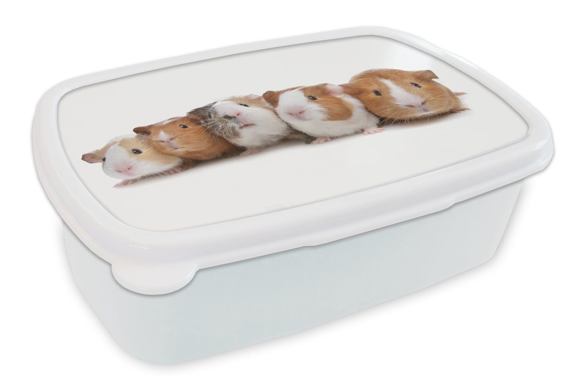 MuchoWow Lunchbox Fünf Meerschweinchen in einer Reihe, Kunststoff, (2-tlg), Brotbox für Kinder und Erwachsene, Brotdose, für Jungs und Mädchen weiß | Lunchboxen