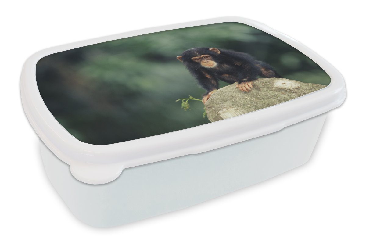 MuchoWow Lunchbox Nahaufnahme Schimpansenaffe auf einem Stein, Kunststoff, (2-tlg), Brotbox für Kinder und Erwachsene, Brotdose, für Jungs und Mädchen weiß | Lunchboxen