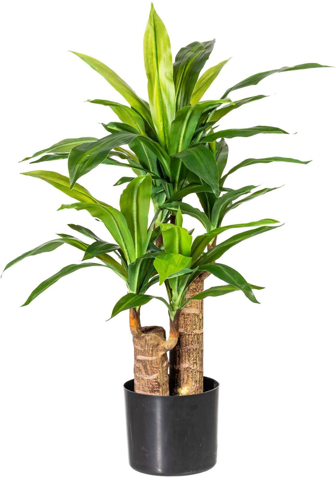 offiziell online Künstliche Zimmerpflanze Corentin Höhe Dracena, affaire, 80 cm Home