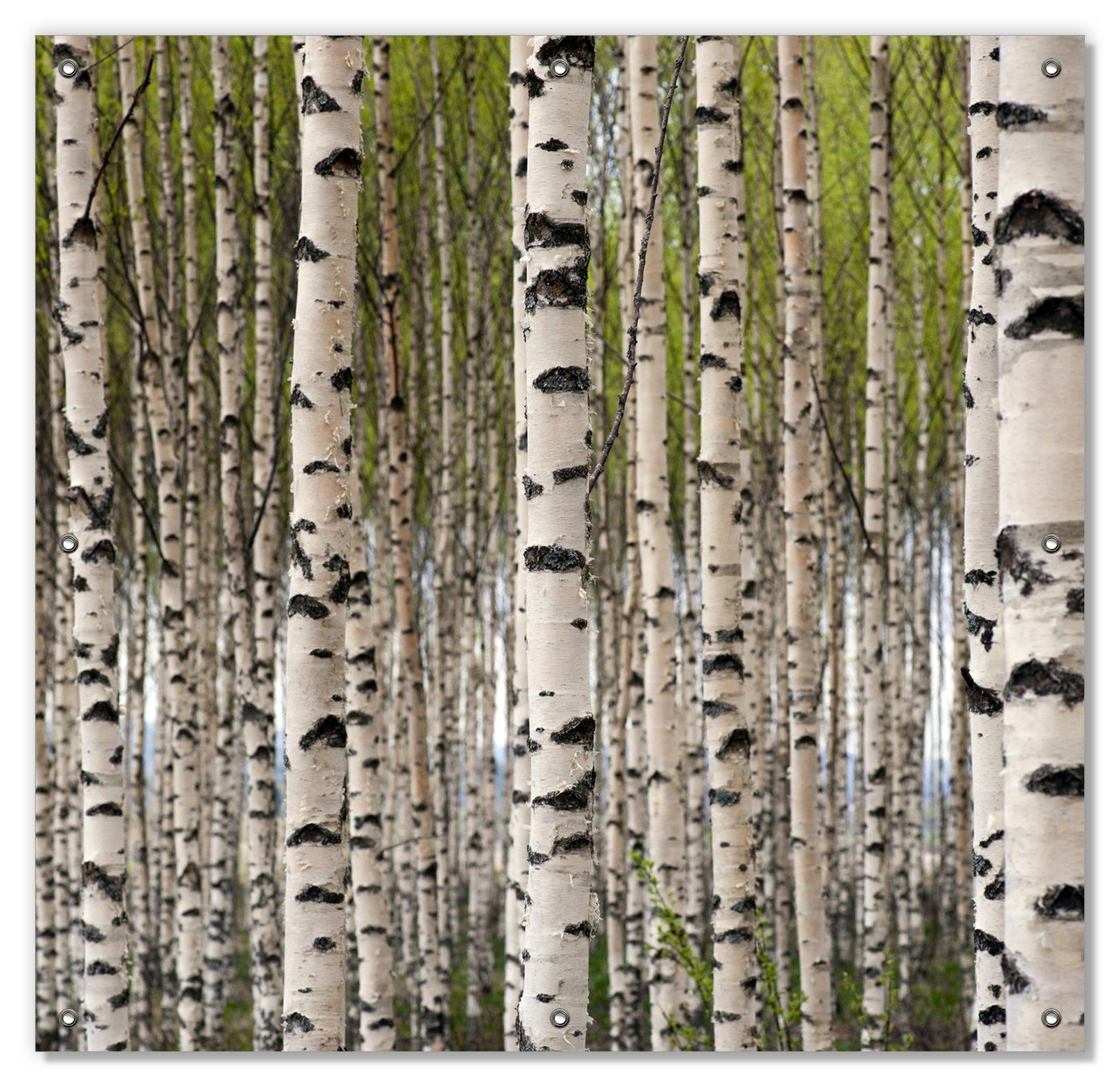Sonnenschutz Birkenwald - Baumstämme in schwarz weiß, Wallario, blickdicht,  mit Saugnäpfen, wiederablösbar und wiederverwendbar