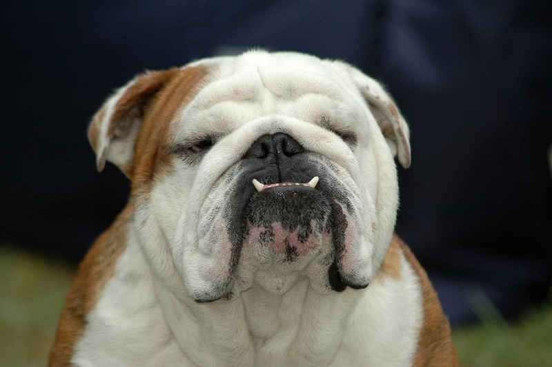 Papermoon Fototapete Englisches Bulldoggenporträt