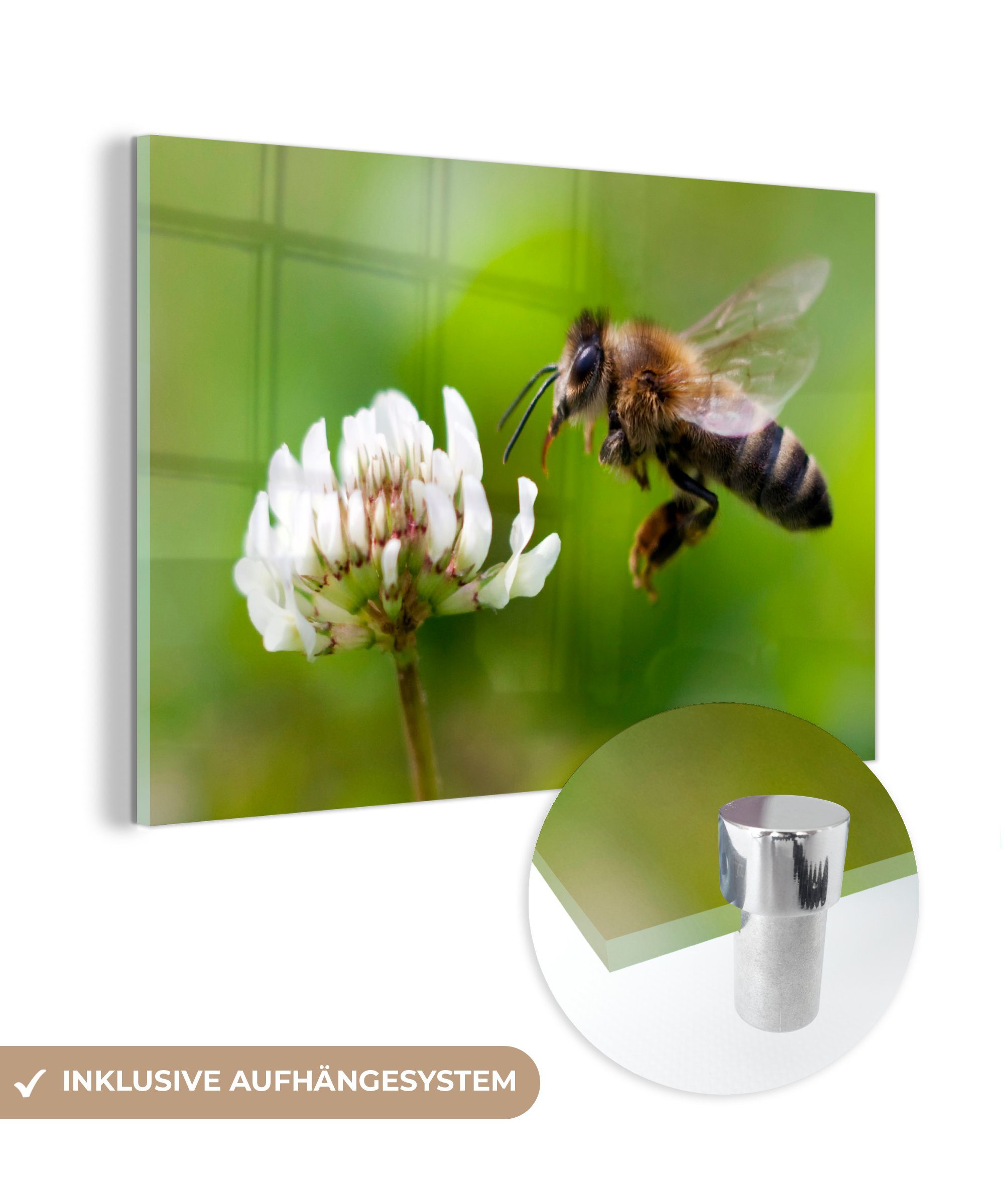 MuchoWow Acrylglasbild Nahaufnahme einer Biene mit einer weißen Blume, (1 St), Acrylglasbilder Wohnzimmer & Schlafzimmer