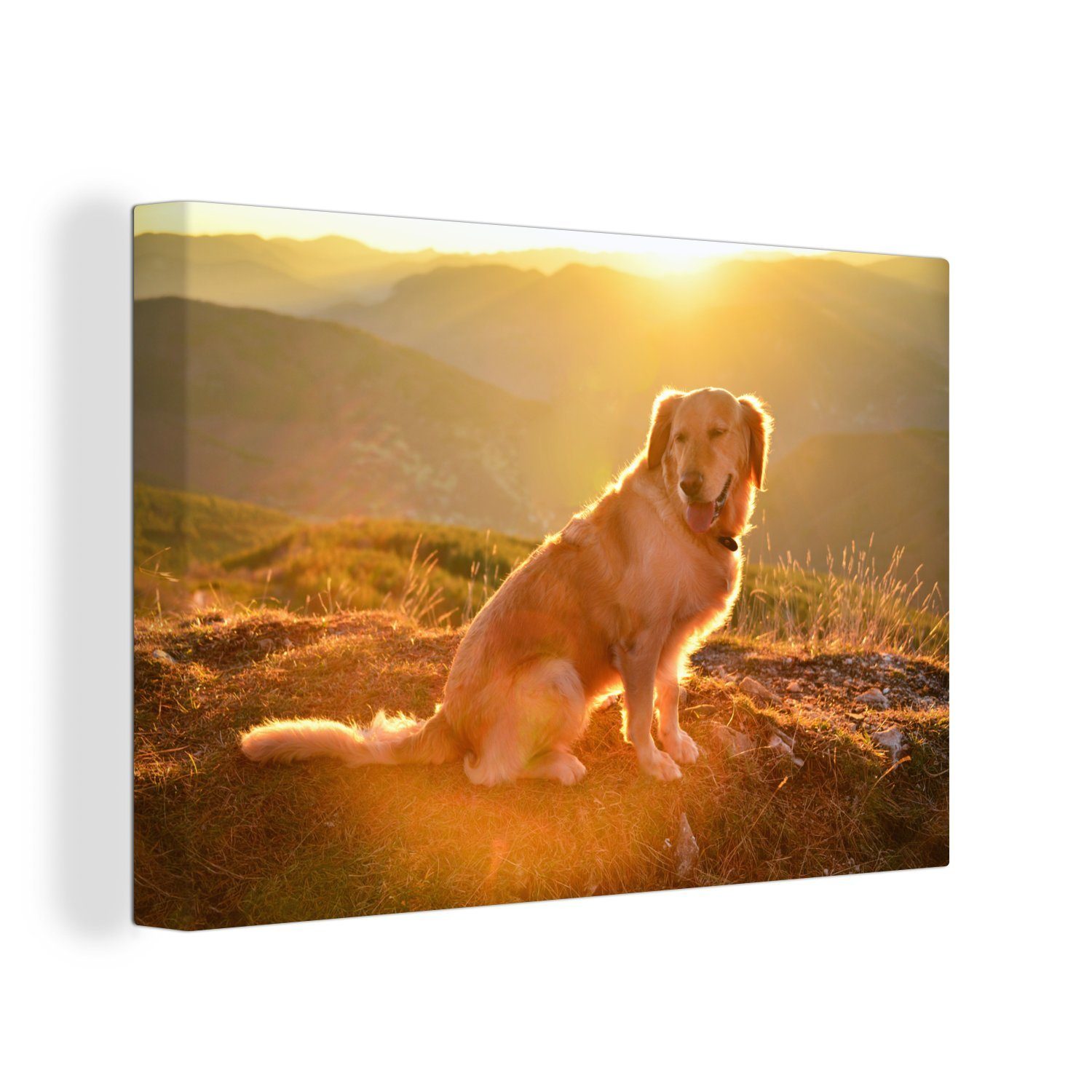 OneMillionCanvasses® Leinwandbild Sonnenstrahlen glänzen über einem Golden Retriever, (1 St), Wandbild Leinwandbilder, Aufhängefertig, Wanddeko, 30x20 cm