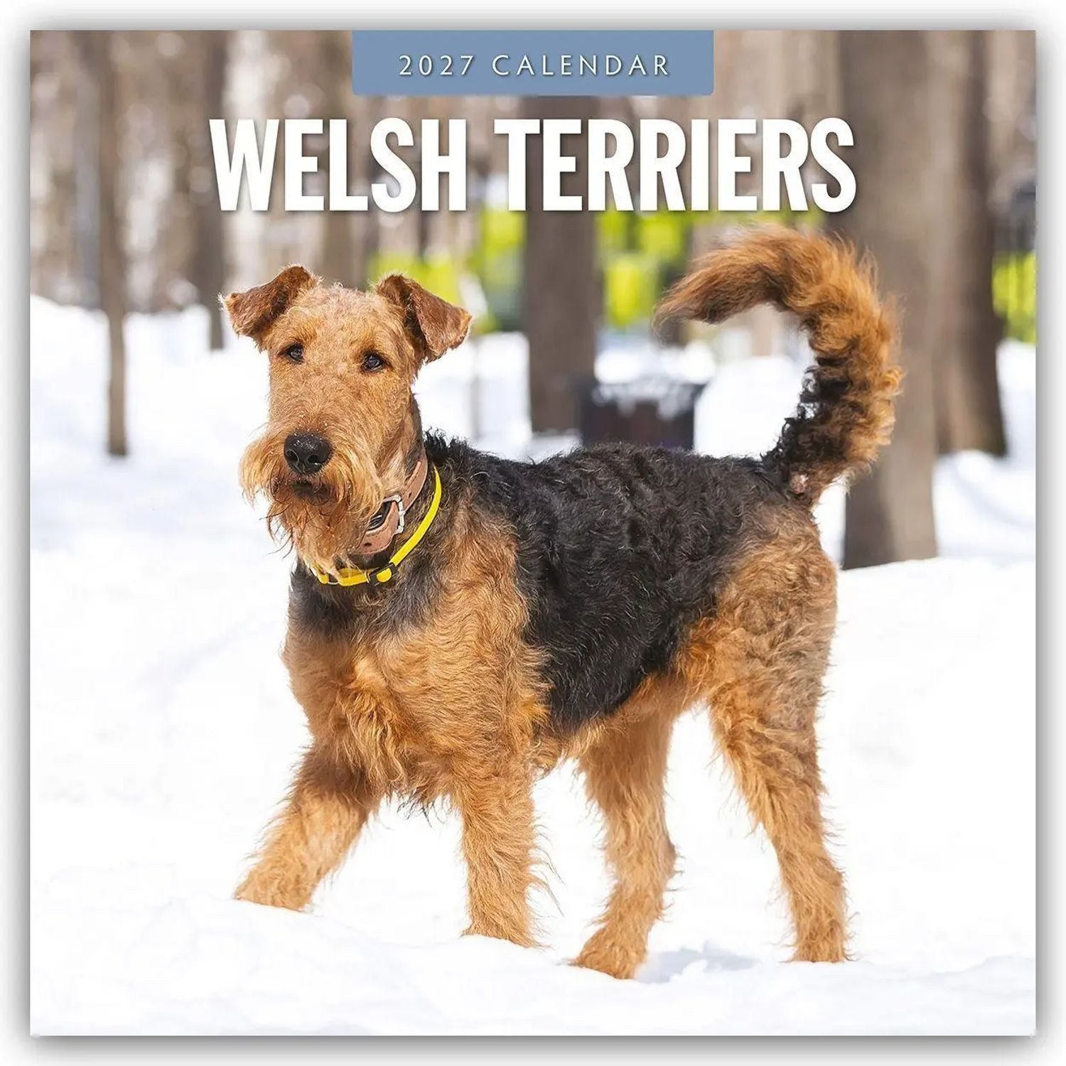 Wandkalender Welsh Terriers - Welsh Terrier 2027 - 16-Monatskalender