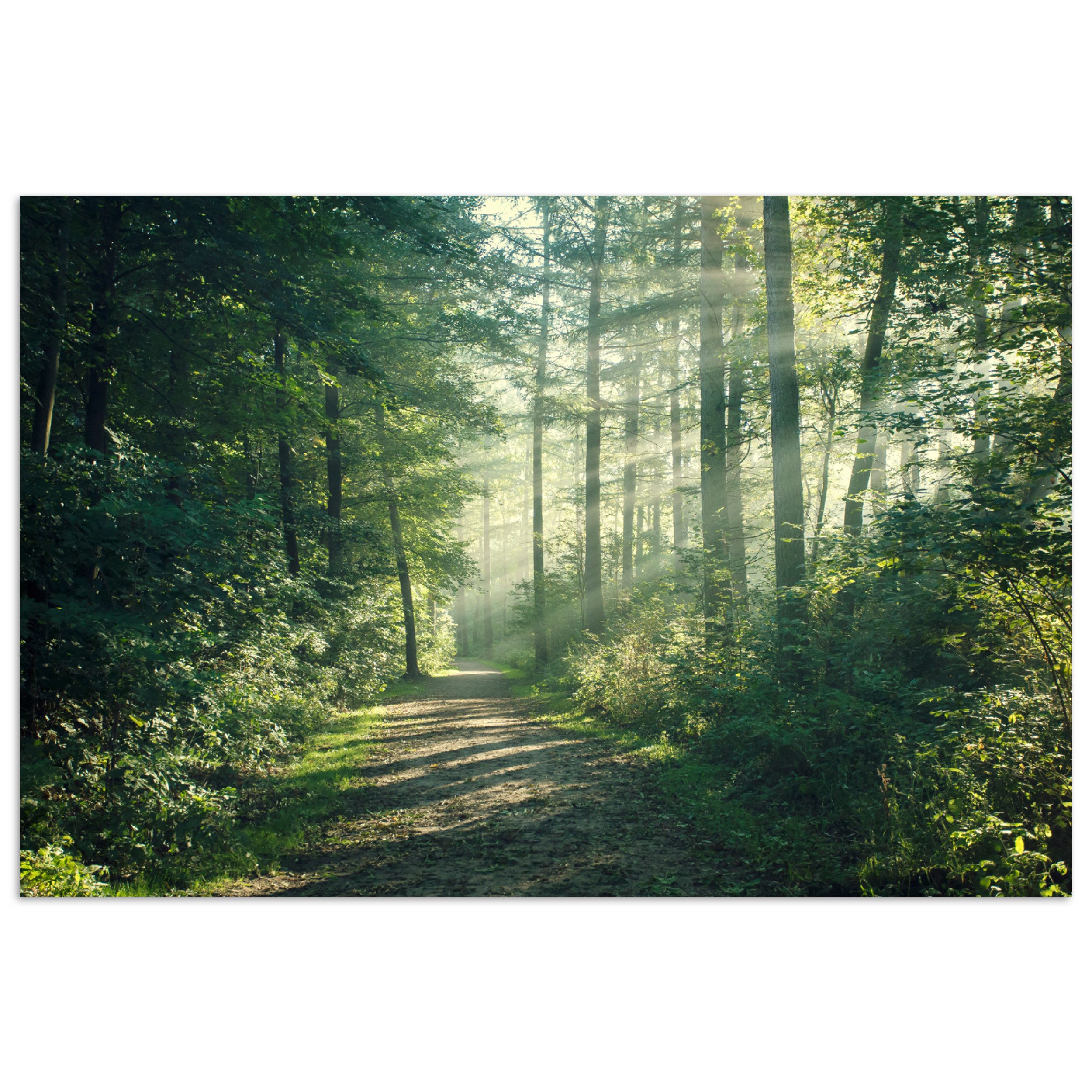 MuchoWow Poster Wald - Weg - günstig online kaufen