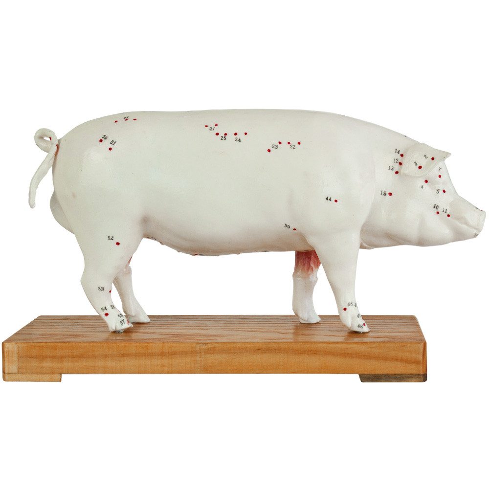 MedMod Dekoobjekt Akupunktur Anatomie TCM Modell Figur Schwein Muskelmodell Schwein