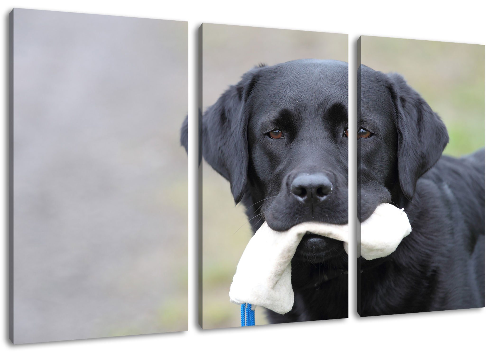 Pixxprint Leinwandbild Labrador mit Spielzeug, Labrador mit Spielzeug 3Teiler (120x80cm) (1 St), Leinwandbild fertig bespannt, inkl. Zackenaufhänger