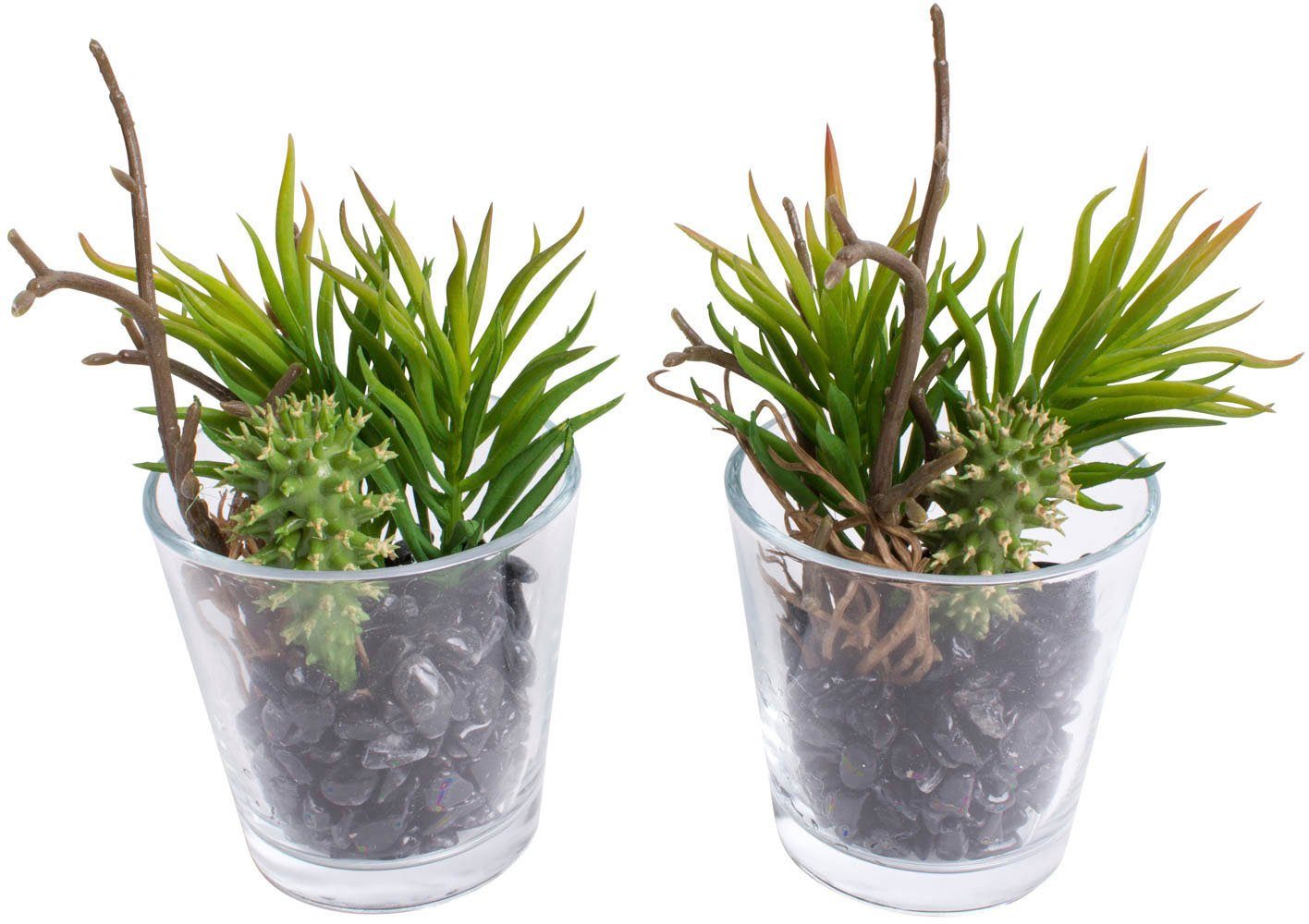 Künstliche Zimmerpflanze Sukkulenten Arrangement im Glas, Botanic-Haus, Höh günstig online kaufen