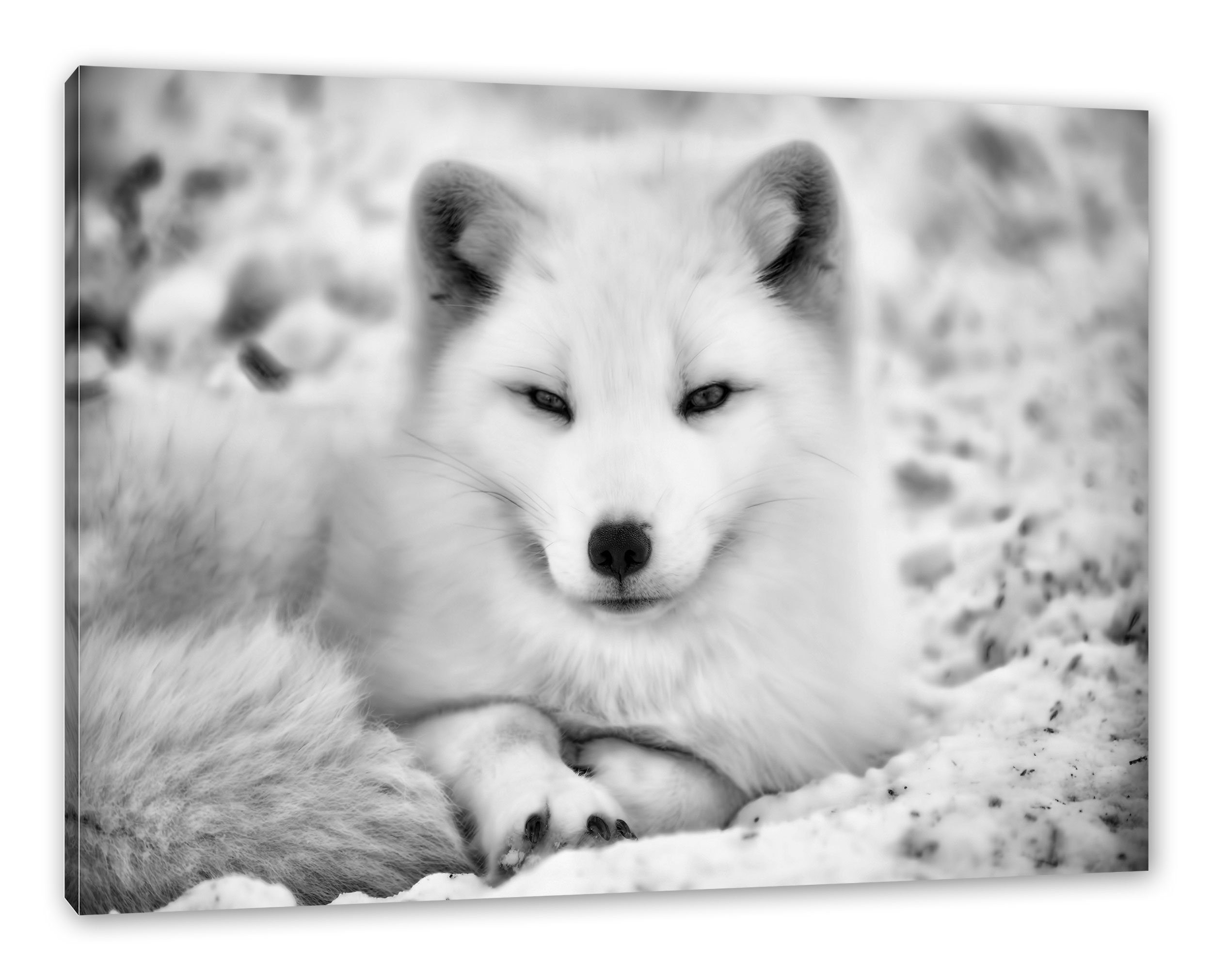 Weißer Zackenaufhänger bespannt, fertig inkl. Fuchs St), Leinwandbild Fuchs, Leinwandbild (1 Pixxprint Weißer
