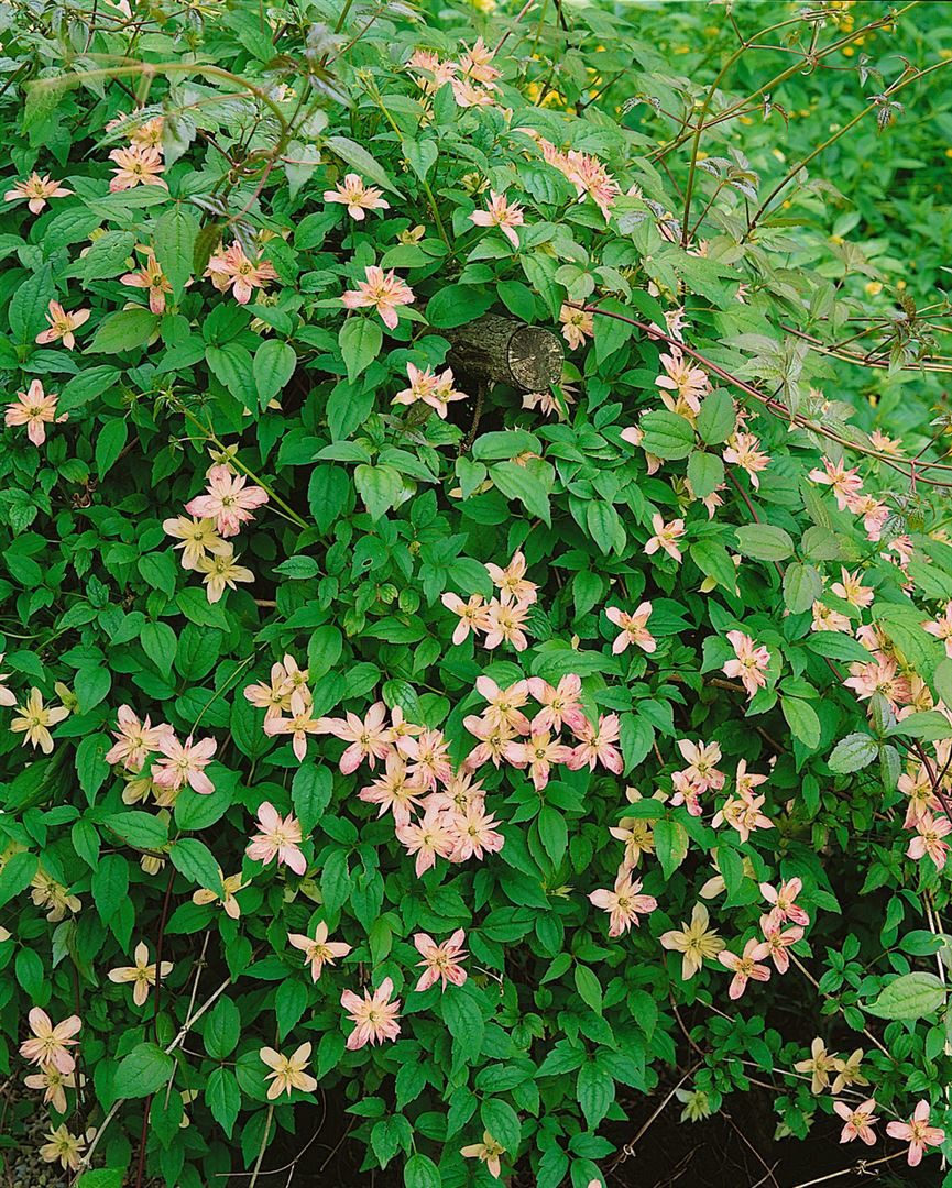 Pflanzen für Dich Kletterpflanze Clematis montana Marjorie, 1 St., Berg-Waldrebe, Anemonen-Waldrebe, aprikosenfarben, frühblühend