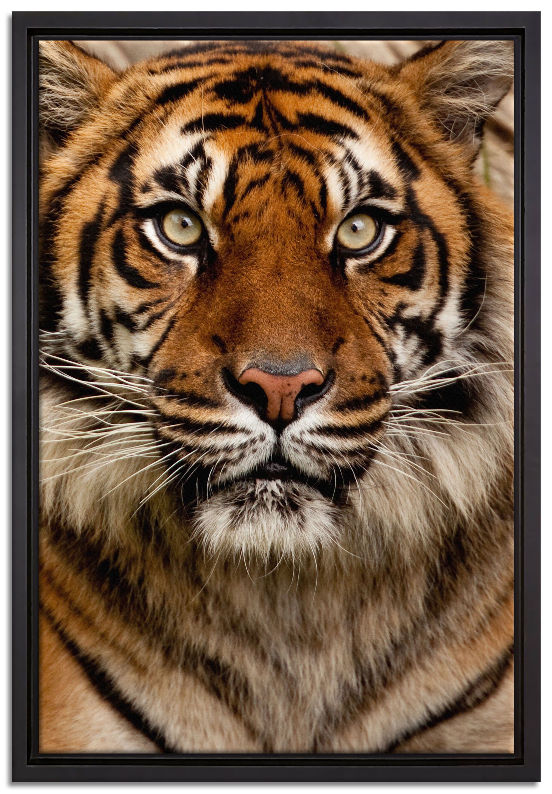 Pixxprint Leinwandbild Aufmerksamer Tiger, Wanddekoration (1 St), Leinwandbild fertig bespannt, in einem Schattenfugen-Bilderrahmen gefasst, inkl. Zackenaufhänger