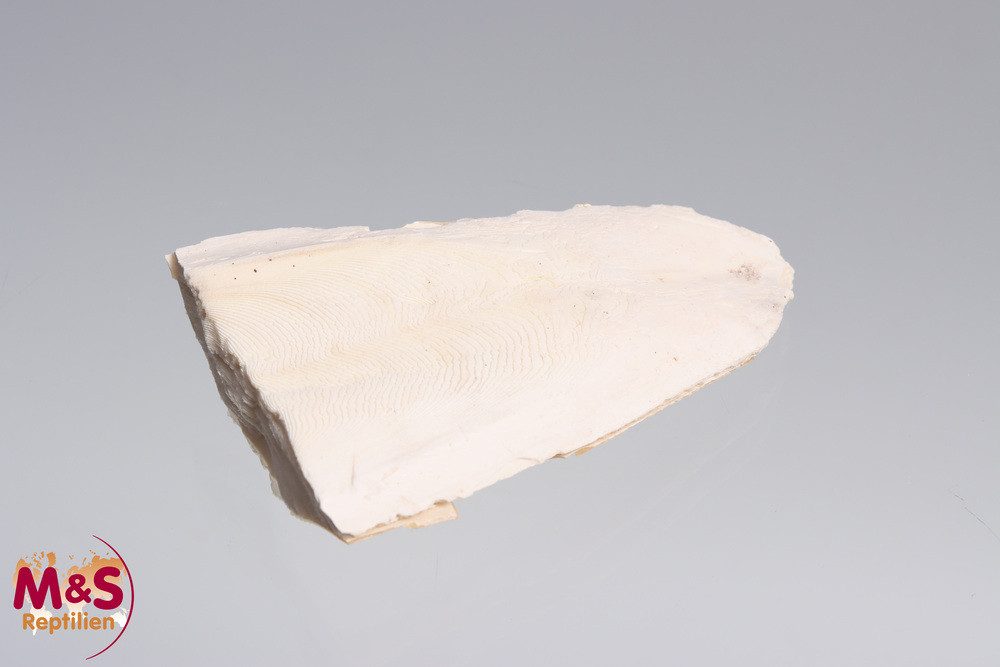 Terrarium Sepia Schale, naturbelassen, XL (ca. 50 g, ca.15 cm)