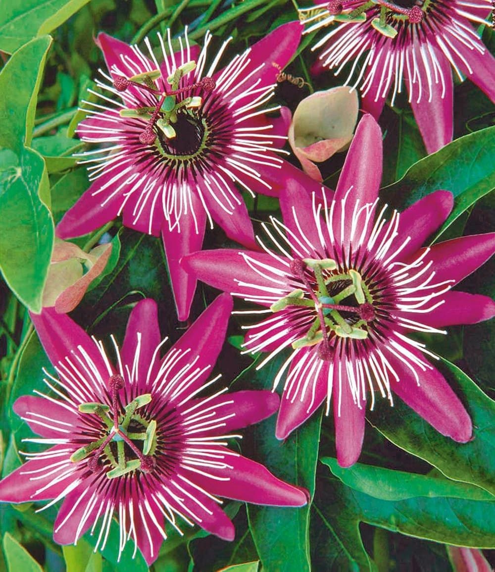 BALDUR Garten Zierstrauch Winterharte Passionsblume 'Ladybirds Dream' im 2-Liter Containertopf, 1 St., Passionsblume,winterhart, exotische Blüten, pflegeleicht – Bild 2 von 3