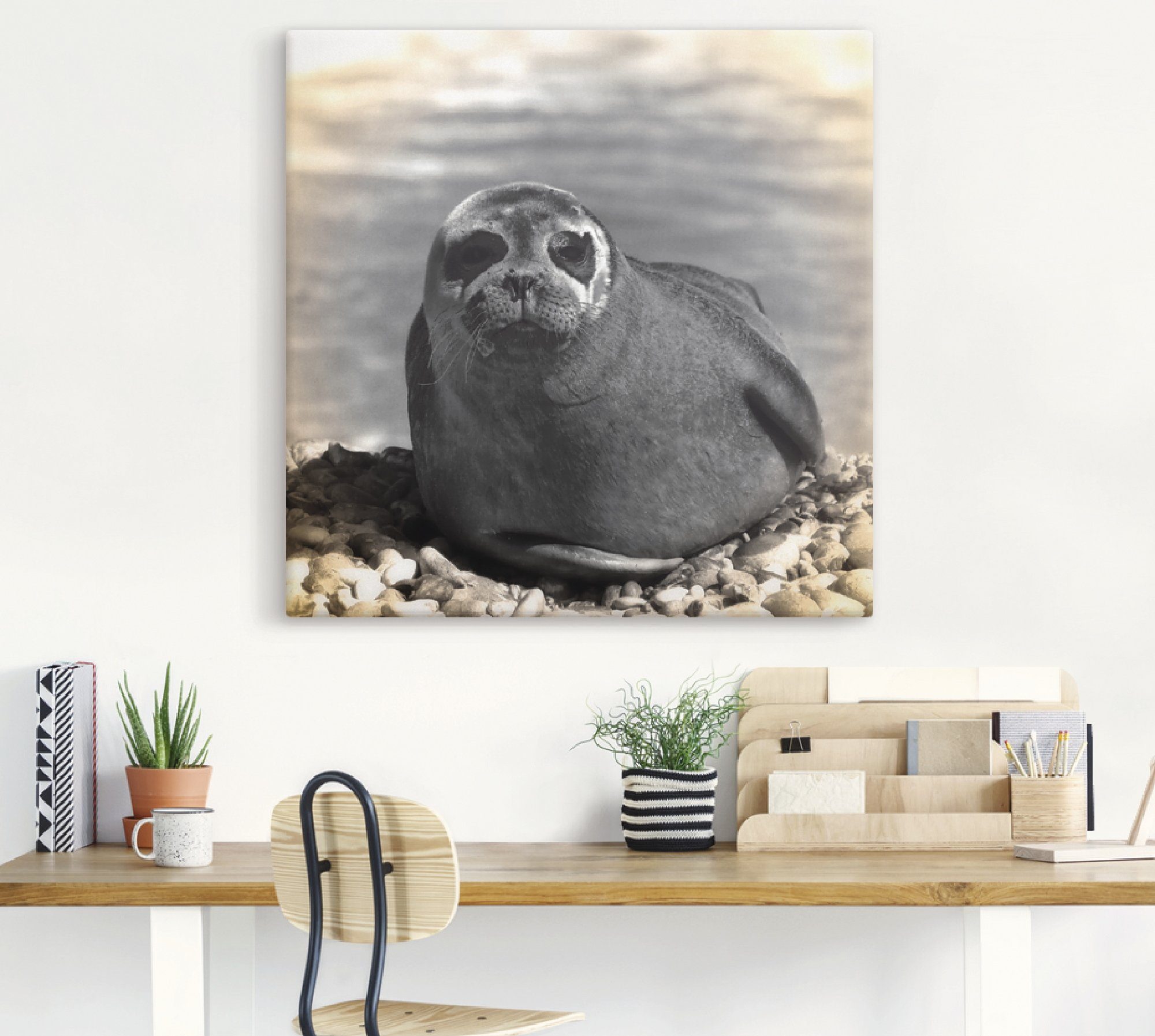 (1 versch. Wandbild Seehund Artland St), Wandaufkleber Poster in Leinwandbild, Wassertiere oder Alubild, Größen Kontakt, als