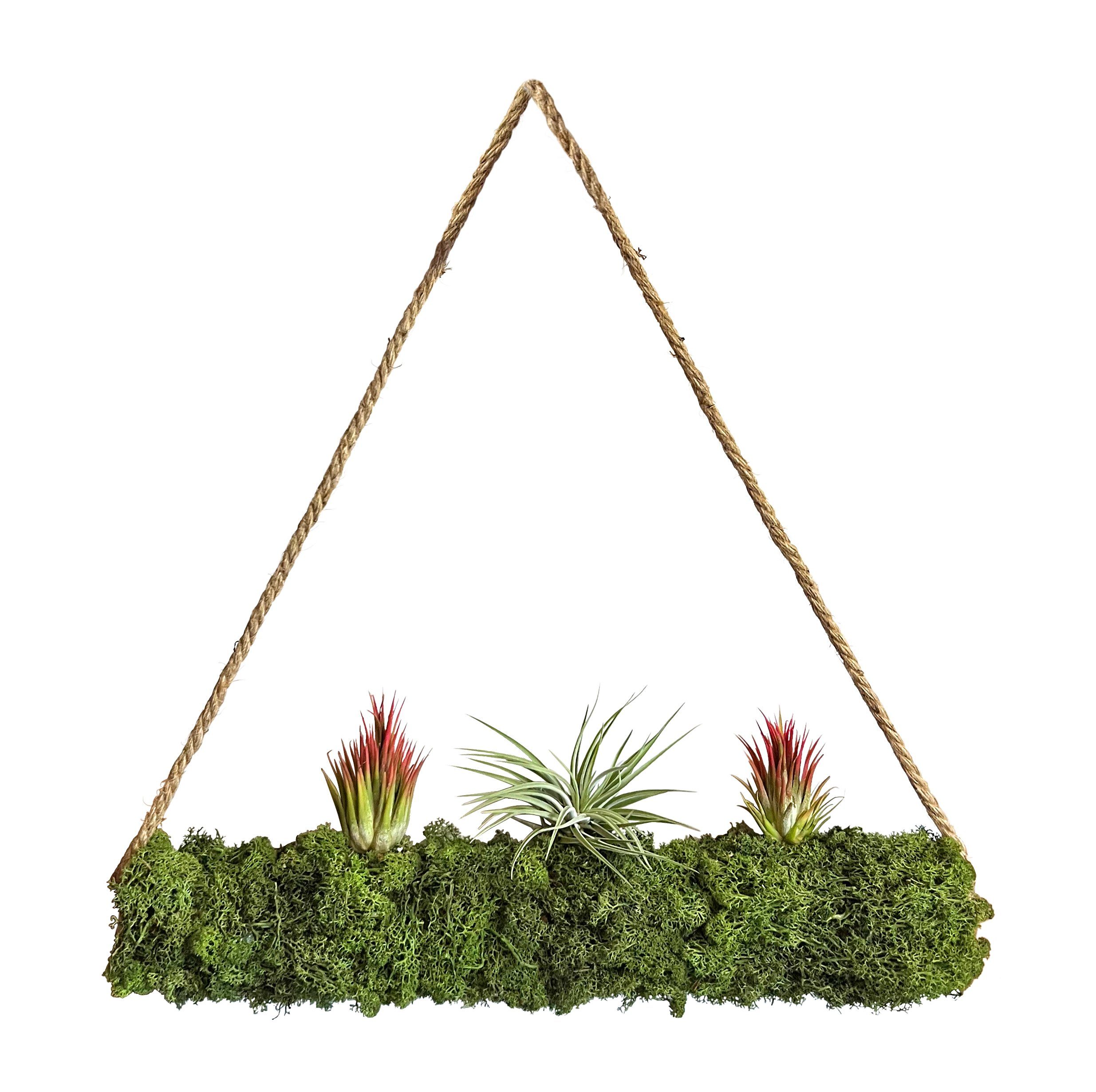 Hängedekoration Tillandsien auf Moosrolle XXL 50 cm " Handmade "