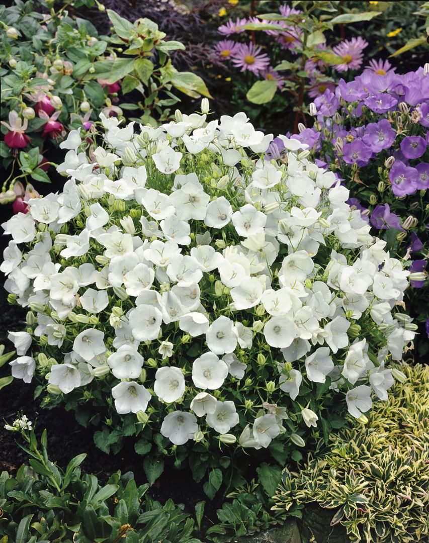 Pflanzen für Dich Staude Campanula carp. Weiße Clips, 1 St., Weißes Polster-Glockenblümchen, Teppich-Glockenblume