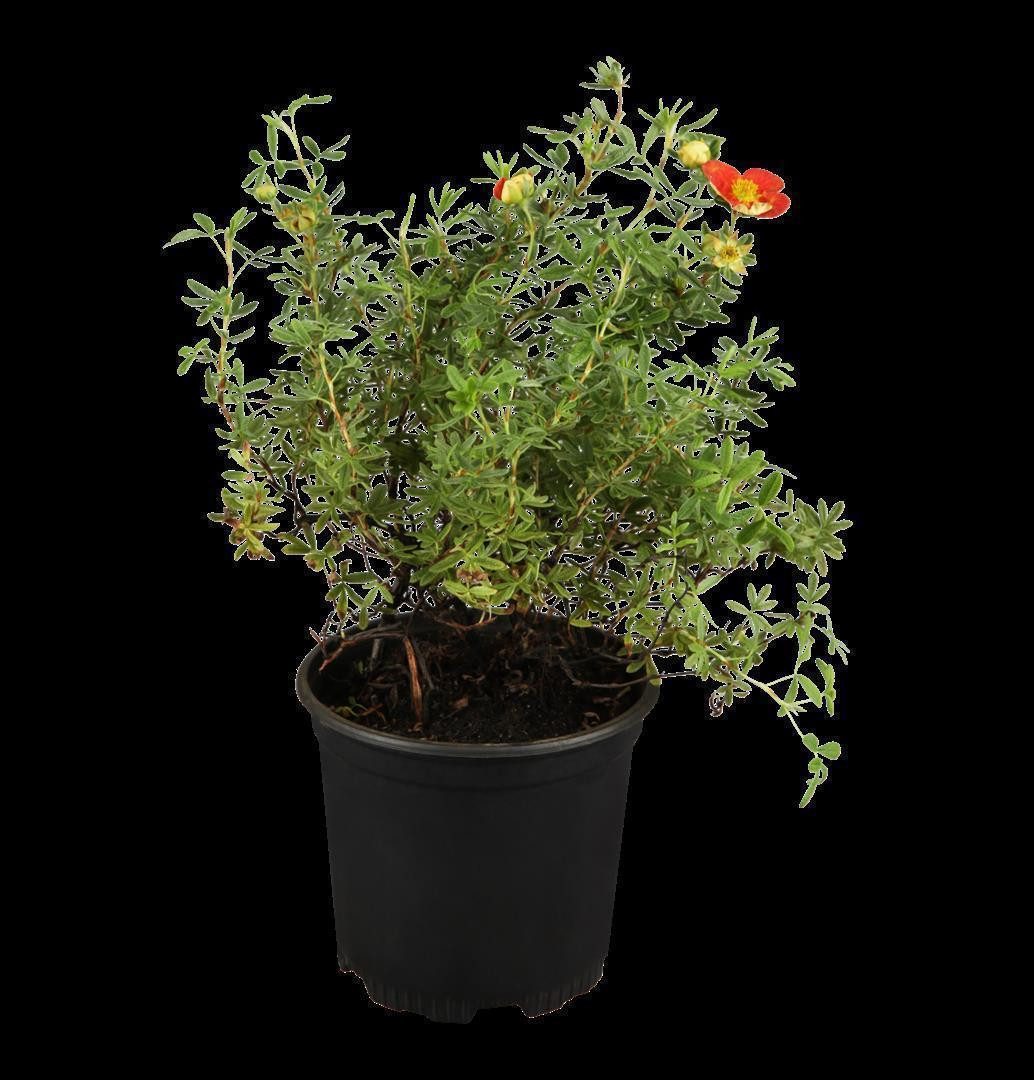 Pflanzen für Dich Bodendecker Potentilla 'rot', 1 St., Fingerstrauch, Fünffingerstrauch, rote Blüten, kompakter Wuchs
