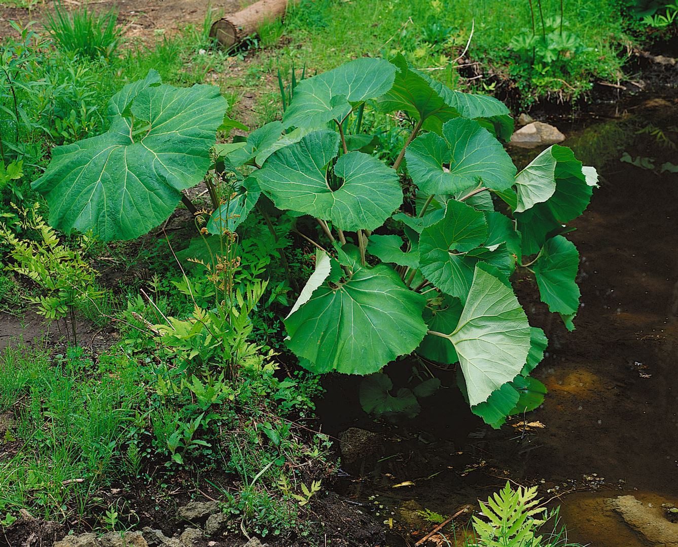 Pflanzen für Dich Staude Petasites albus, 1 St., Weiße Pestwurz, Weiße Butterbur