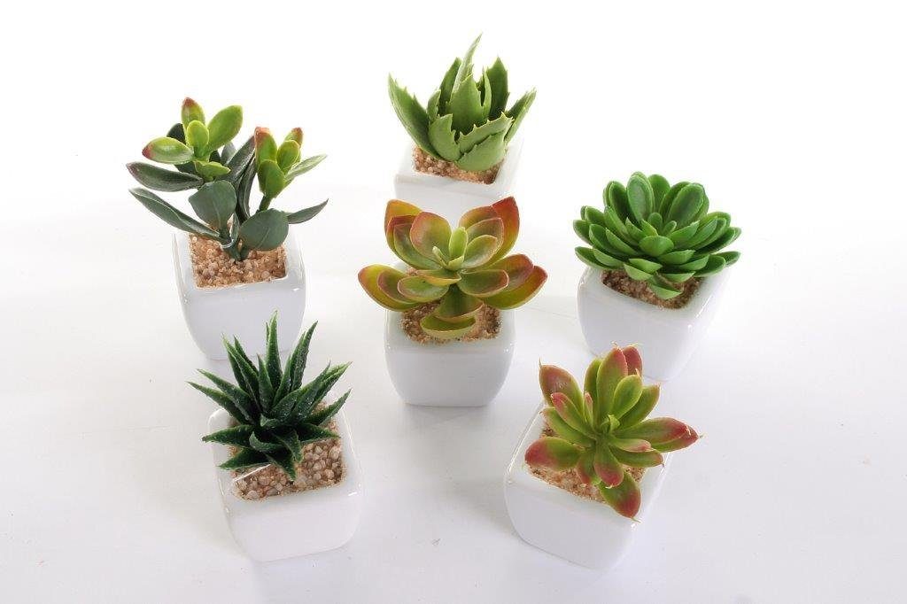 Kunstpflanze Deko Pflanzen im weißen Topf Sukkulenten, Wackadoo Living, Höh günstig online kaufen