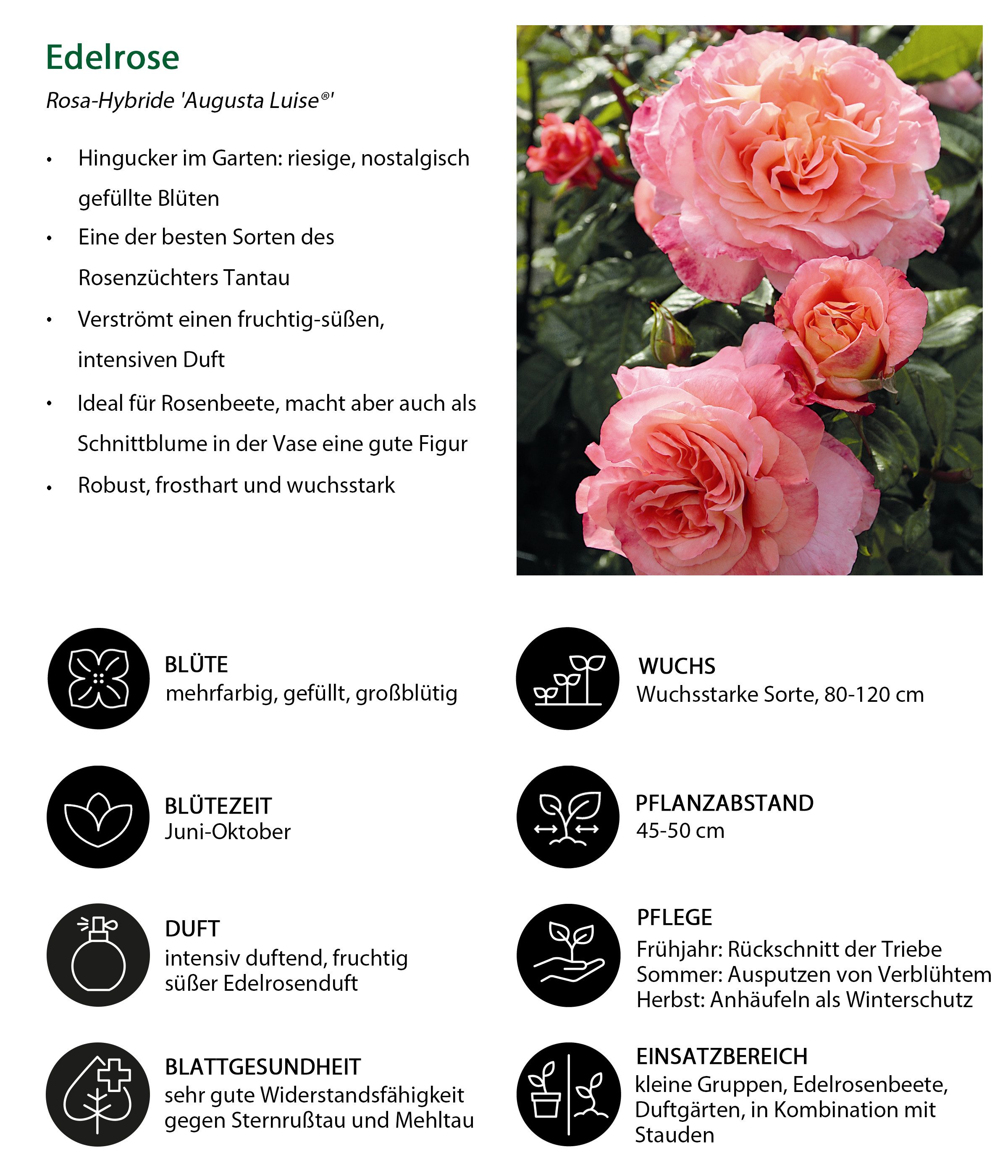 Dehner Rose Edelrose Augusta Luise®, apricot-farbene Blüten, gefüllte und duftende Blüten, Züchter Tantau
