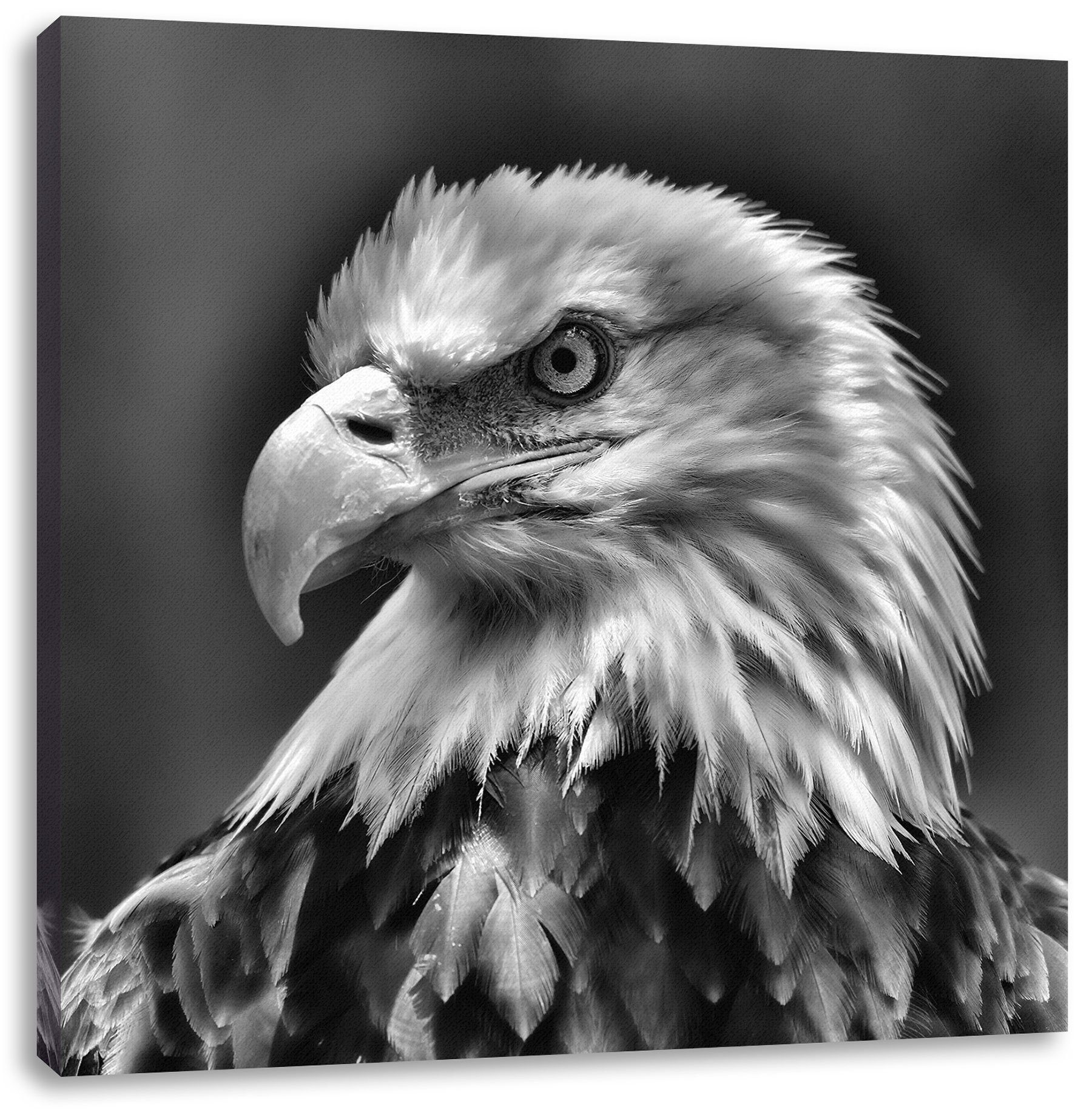 Pixxprint Leinwandbild Mächtiger Weißkopfseeadler, Mächtiger Weißkopfseeadler (1 St), Leinwandbild fertig bespannt, inkl. Zackenaufhänger