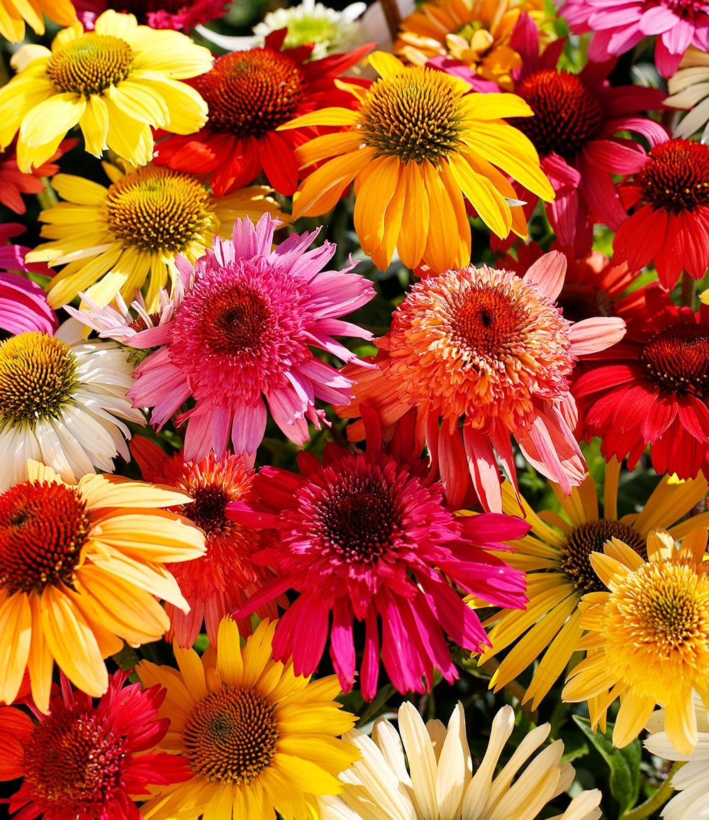 BALDUR Garten Staude Echinacea-Mix 'Butterfly Magnet', 5 St., Schmetterlingsmagnet, winterhart, pflegeleicht