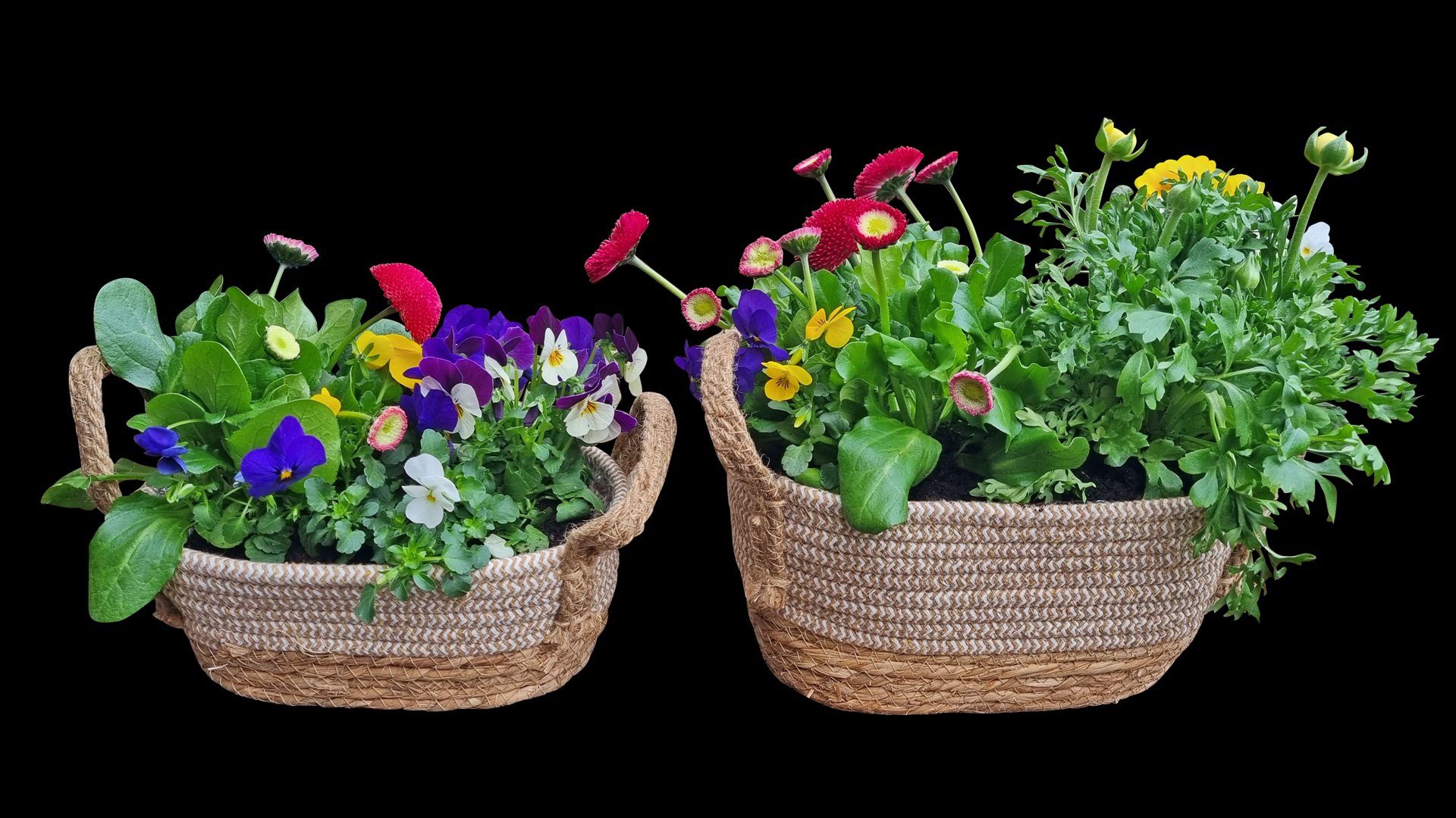 Fachhandel Plus Blumentopf Pflanzkörbe 2 Größen mit Seegras Griffen