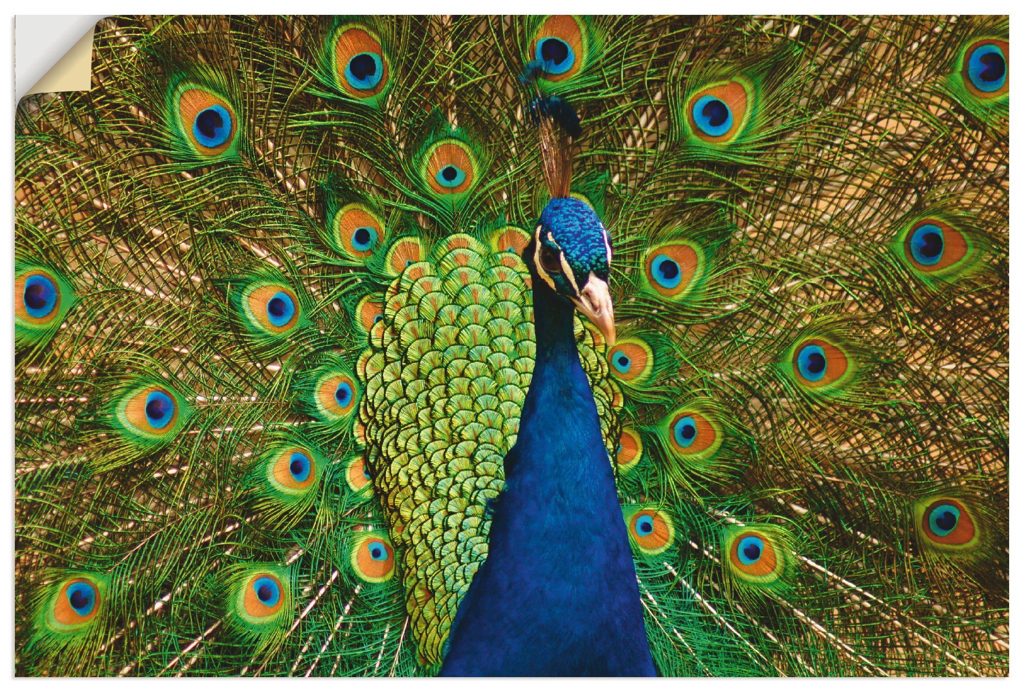Artland Wandbild Pfauen Schönheit, Vögel in Poster Größen Alubild, Leinwandbild, als (1 oder St), Wandaufkleber versch